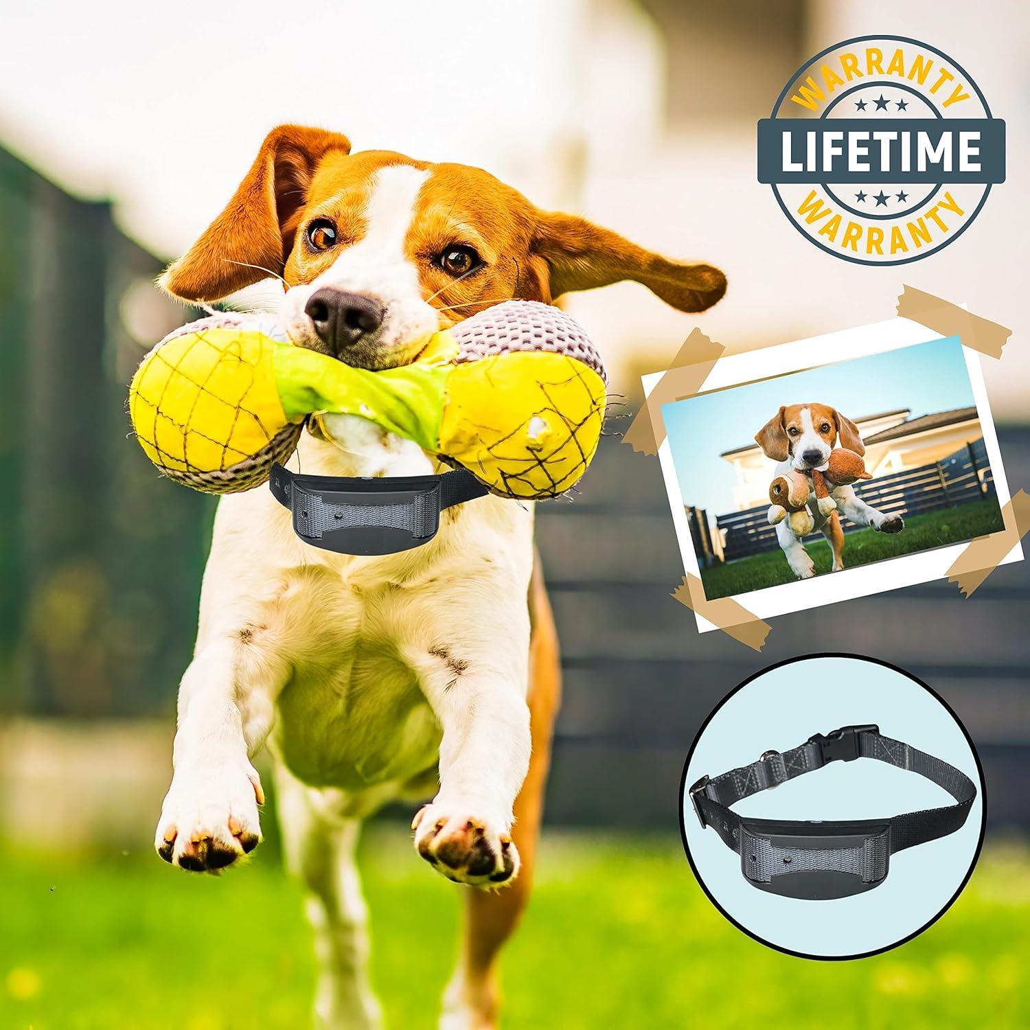 Correa de Reemplazo para E-Collar Gracie To The Rescue 2.54 cm Púrpura