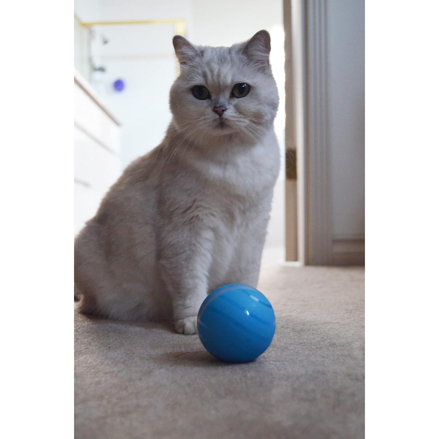 BarxBuddy Busy Ball Juguete Interactivo para Gatos y Perros