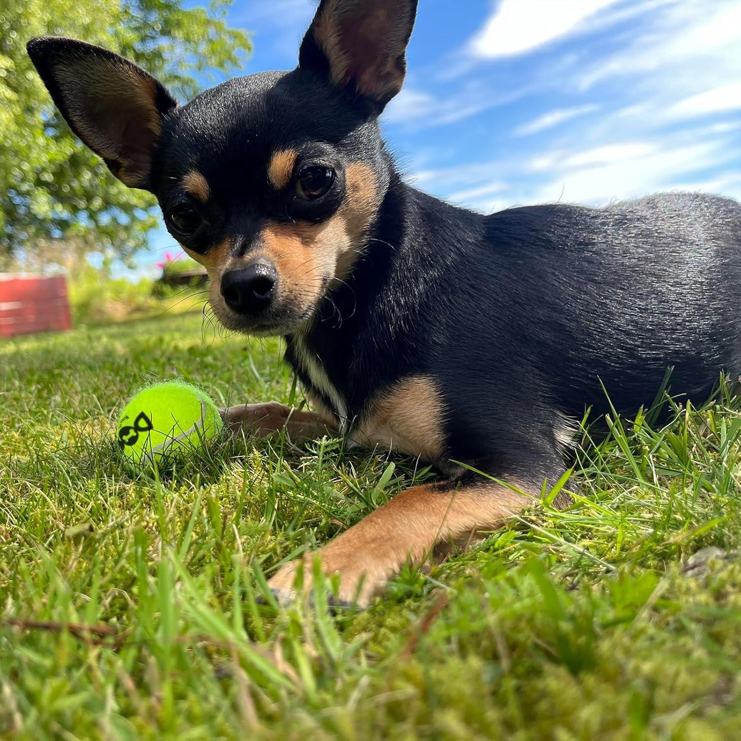 Pelotas Chirriantes para Perros INSUM - Paquete de 12 Colores