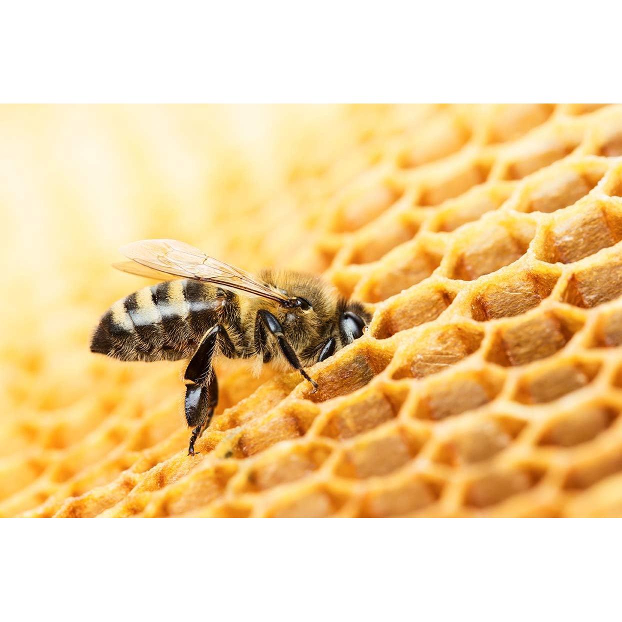 Pastillas de Miel Manuka Berringa 900+ MGO 150g - 30 Unidades