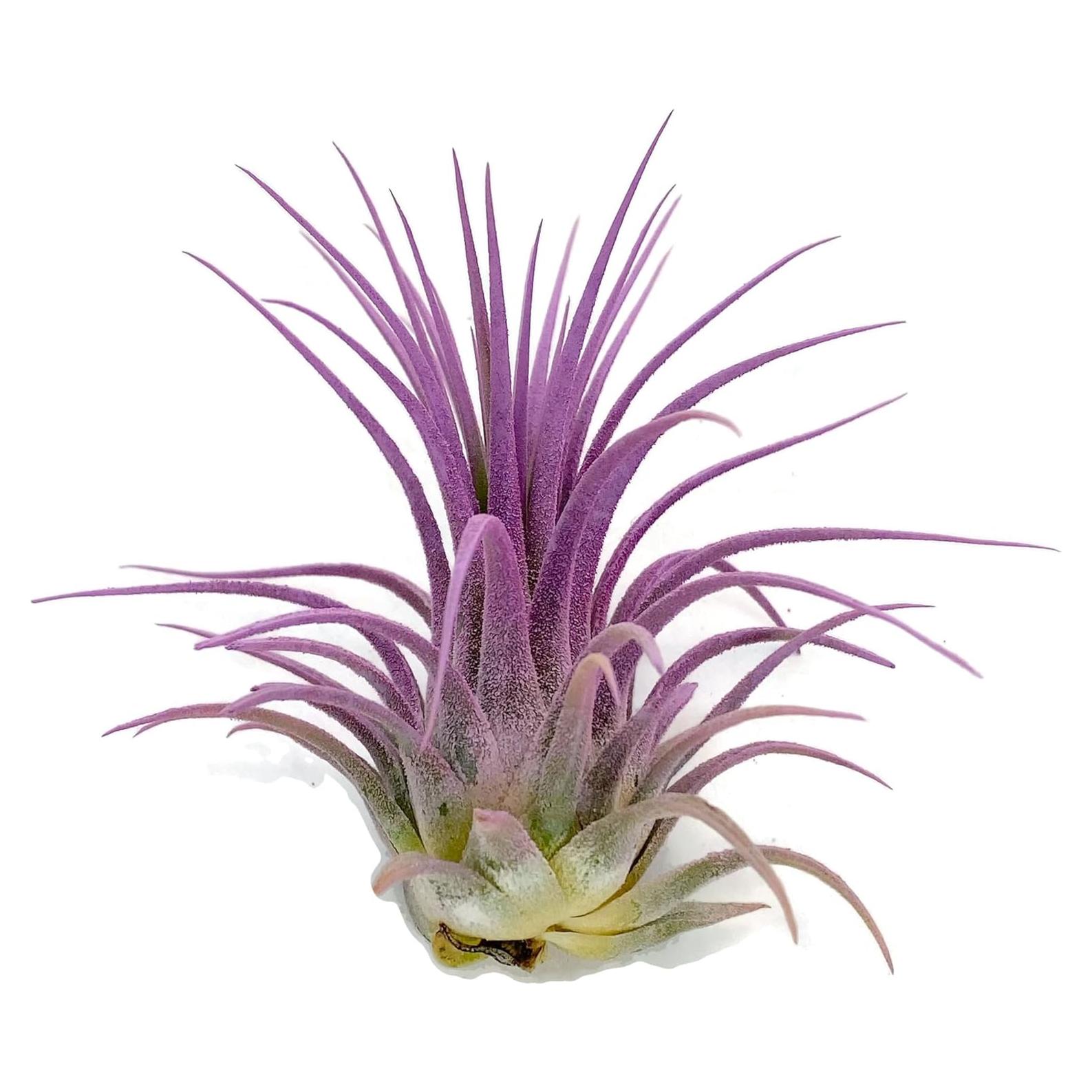 Planta de Aire Ionantha Guatemala Genérico 1 Unidad Lavanda