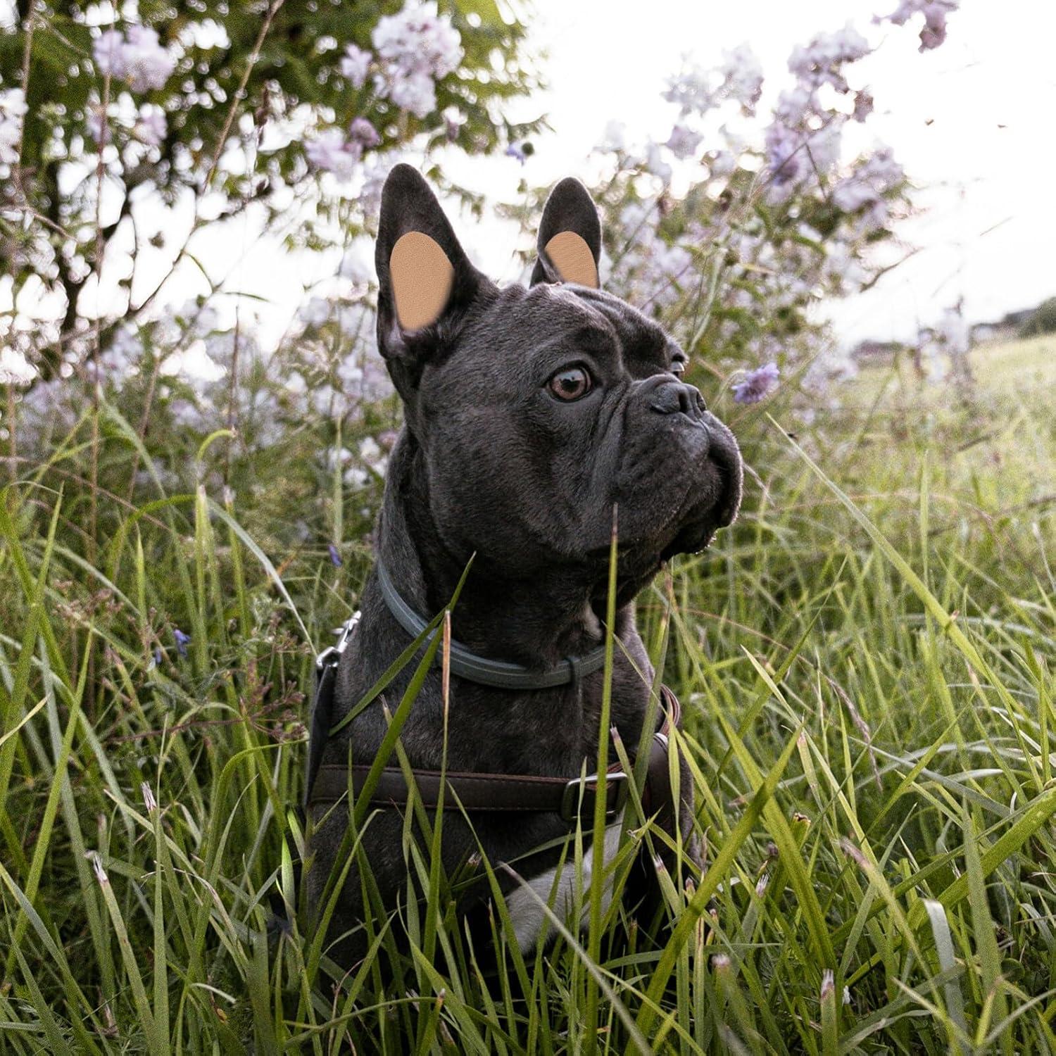 Soporte para Orejas de Perro VANZACK 5x2.5cm Corrección Fija