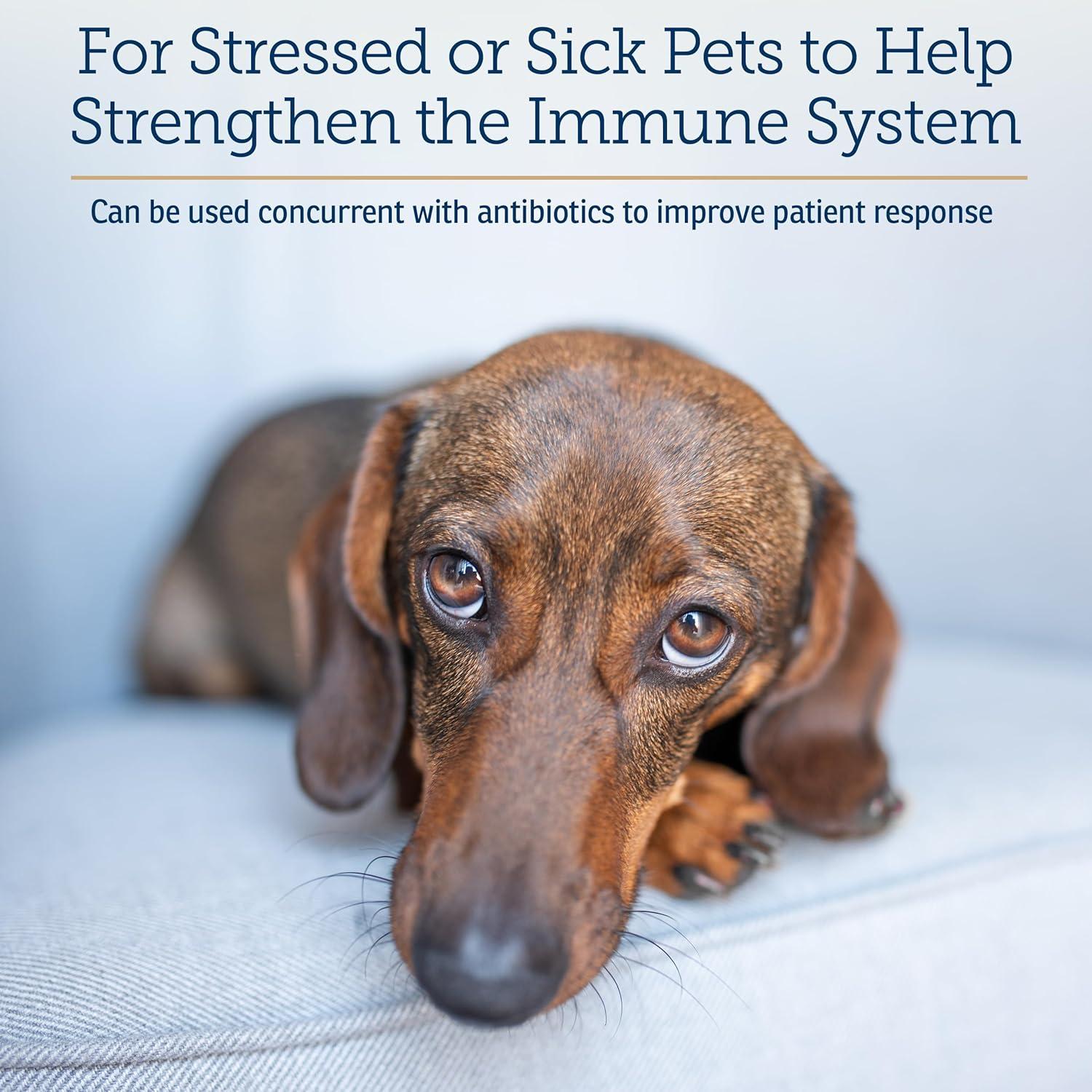 Suplemento Inmunológico para Perros y Gatos Rx Vitamins 60ct