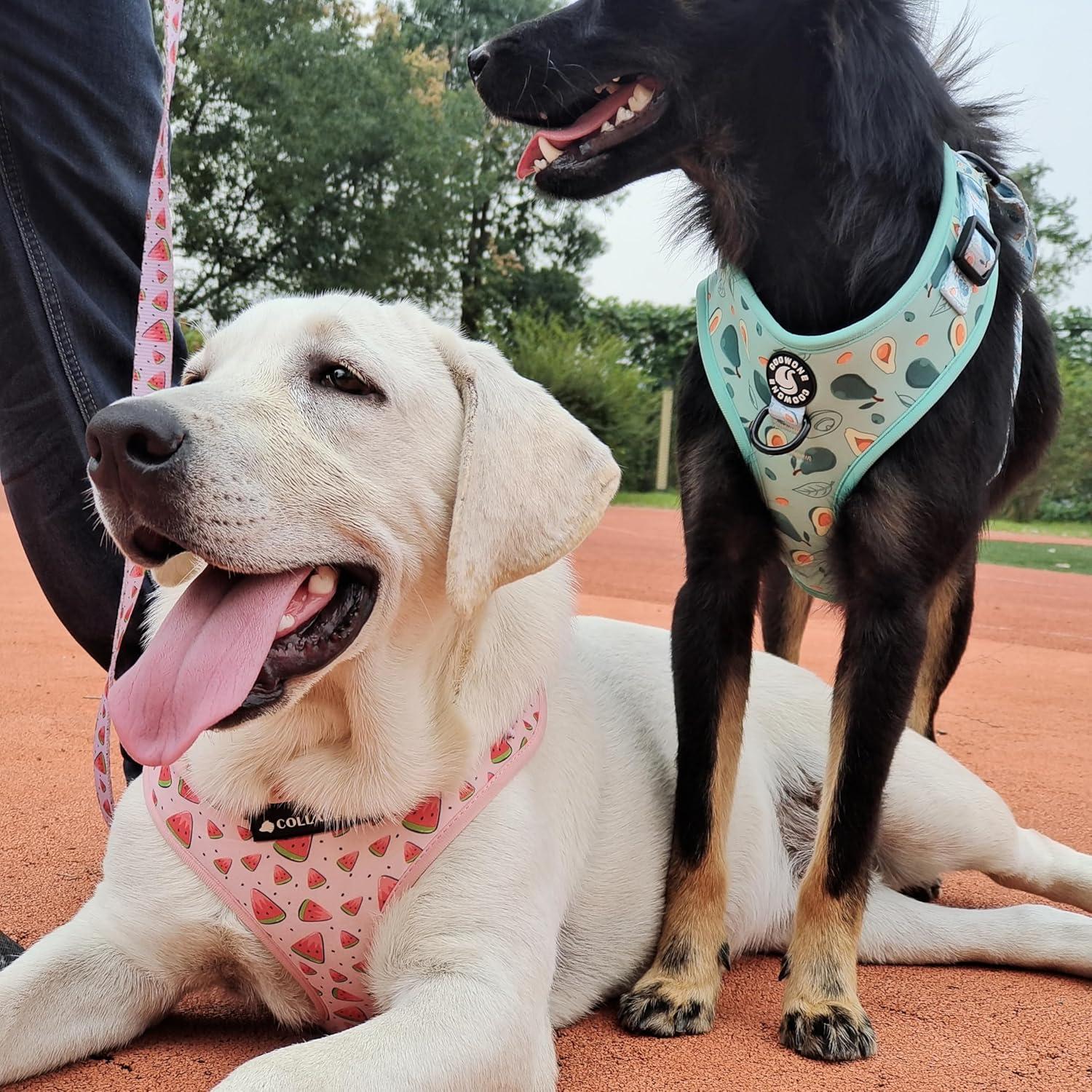 Conjunto Arnés y Correa Ajustable Coowone para Perro Mediano