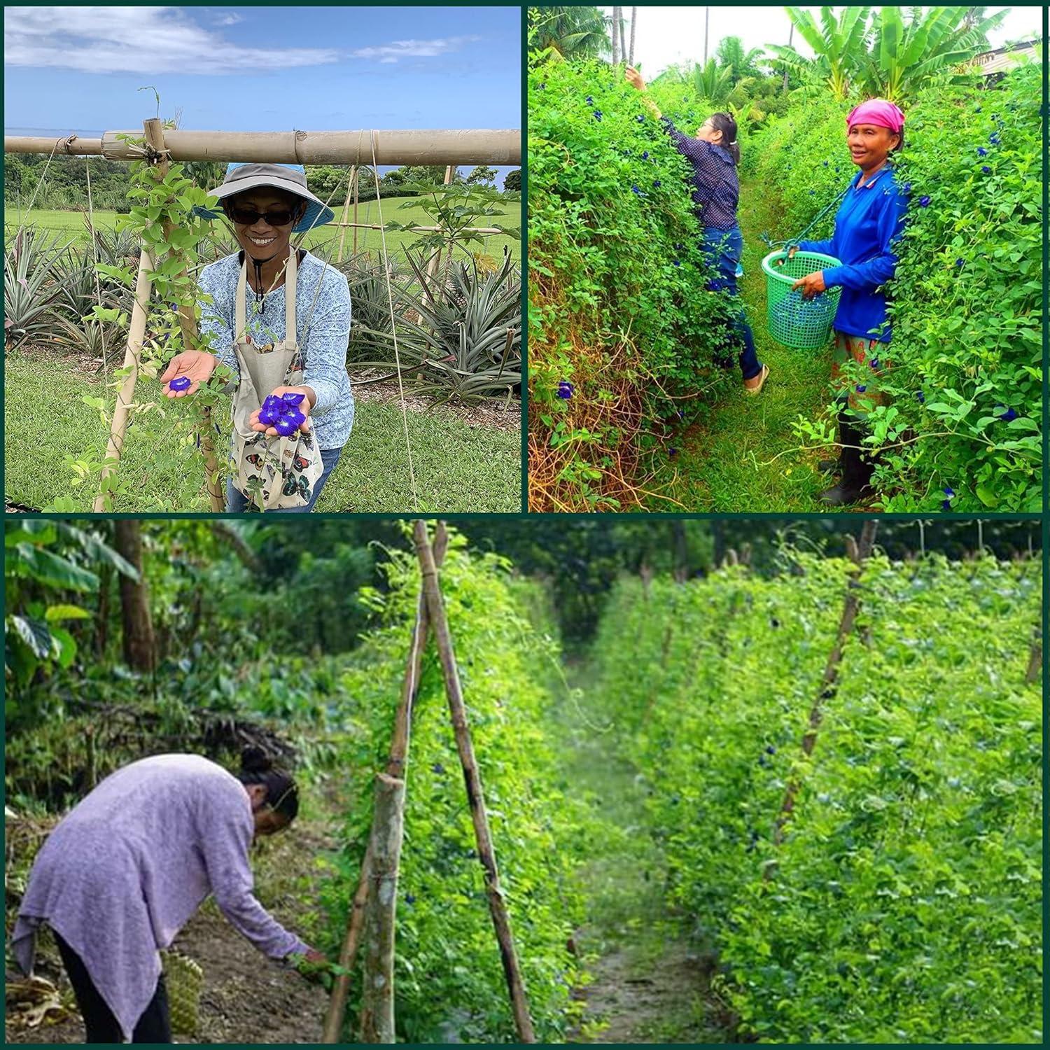 Té de Guisante Mariposa OkO-OkO 99.22g - Infusión Natural Azul