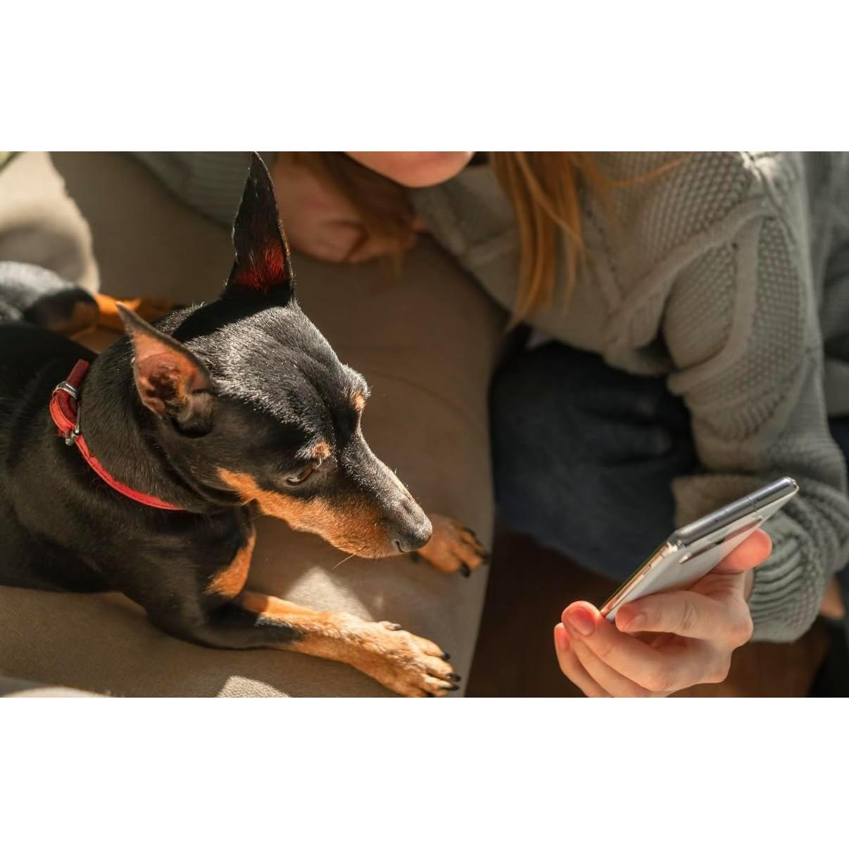 Consulta Veterinaria Virtual TelaVets - $65 por Visita