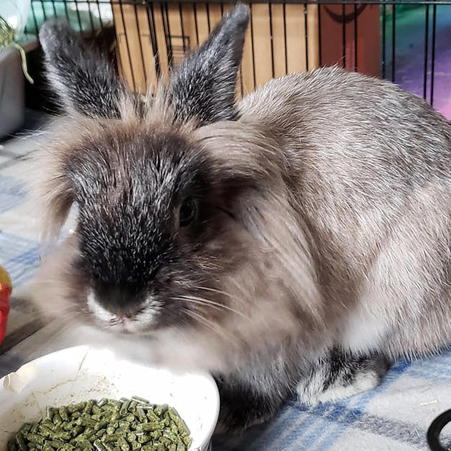 Alimento para Conejos Adultos Sherwood 2.04 kg - Sin Granos y Soja