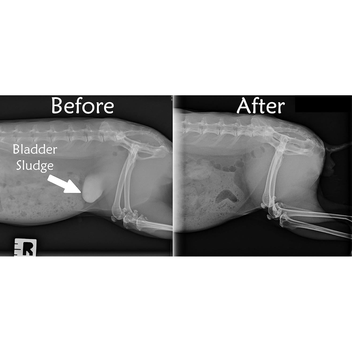 Alimento para Conejos Adultos Sherwood 2.04 kg - Sin Granos y Soja