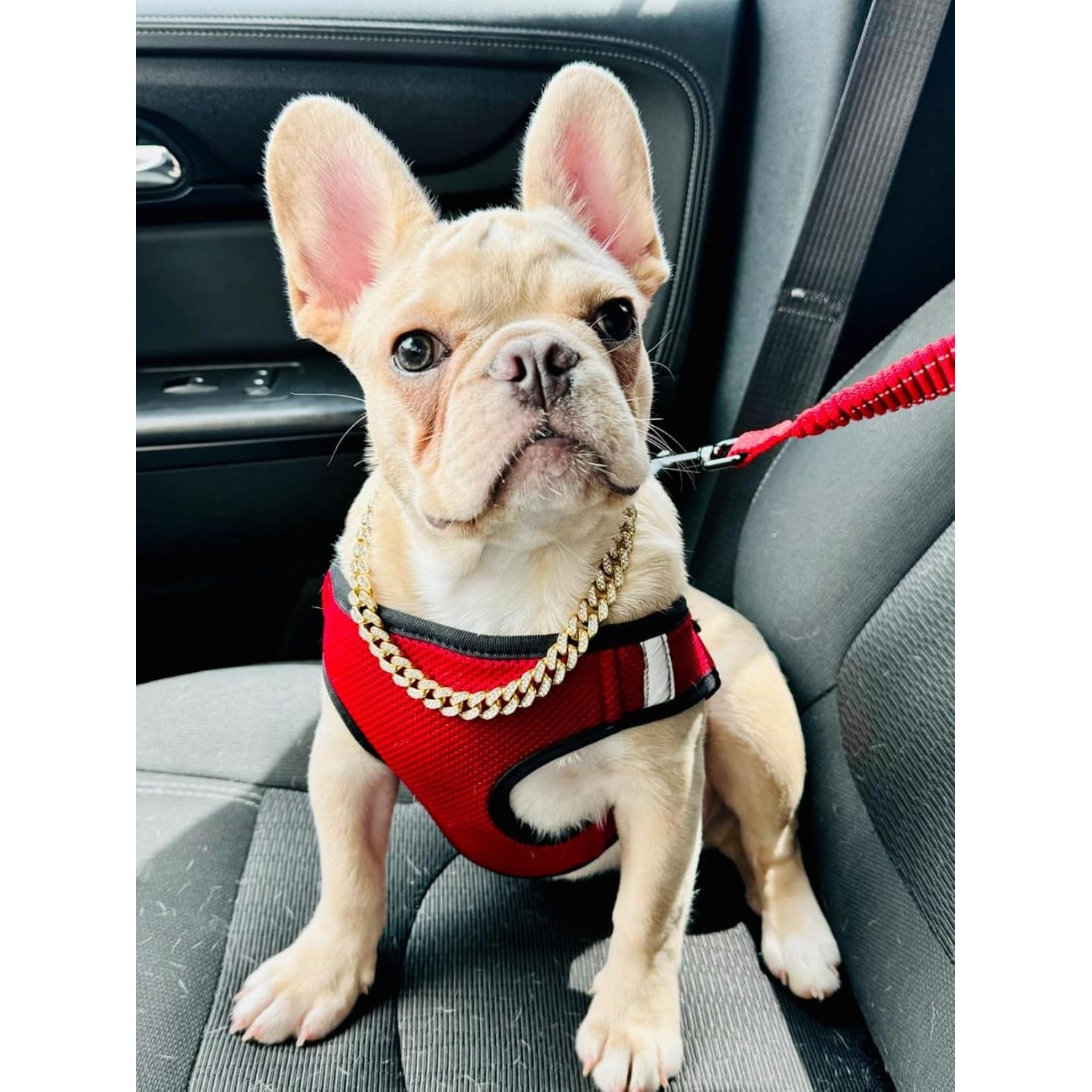 Collar de Cadena para Perros Bbmmayy Oro con Cristales 20.32 cm