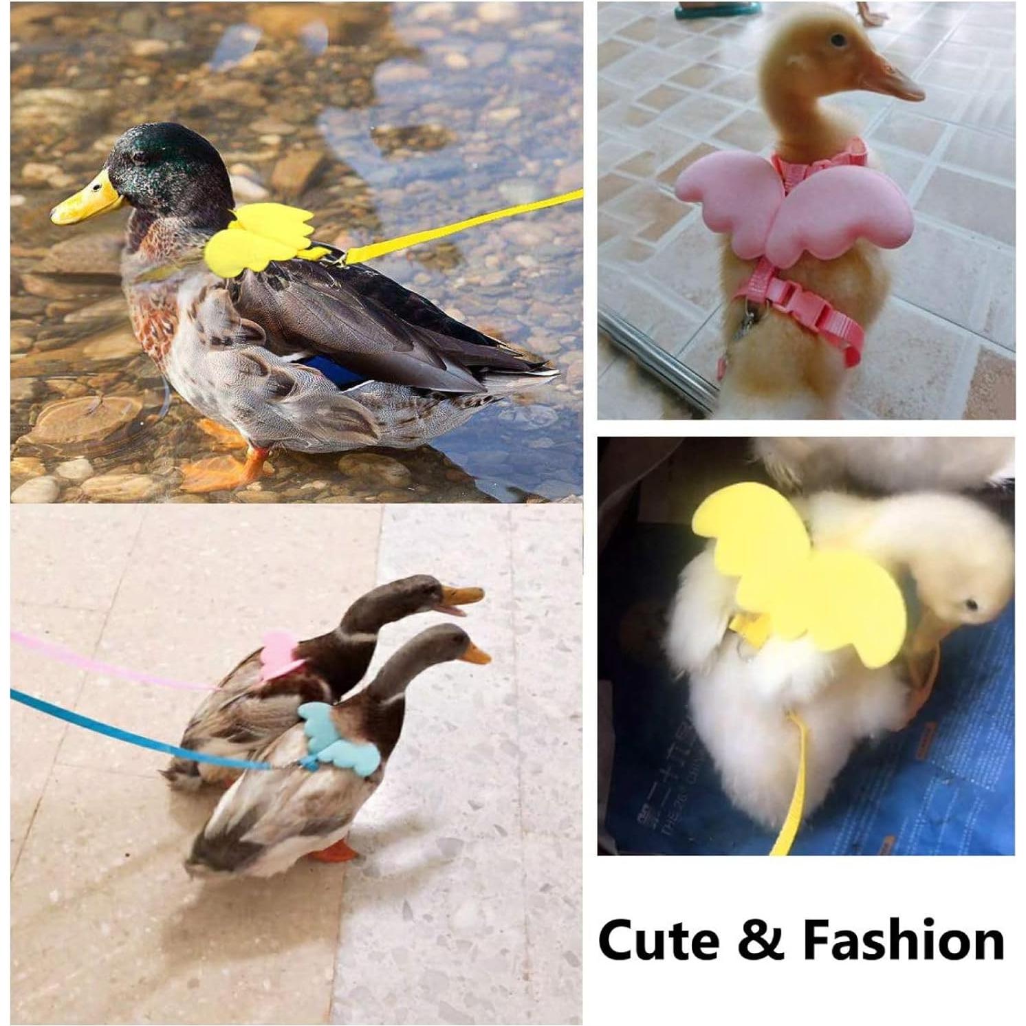 Arnés y Correa Ajustable QBLEEV para Pasear Patos y Pollos