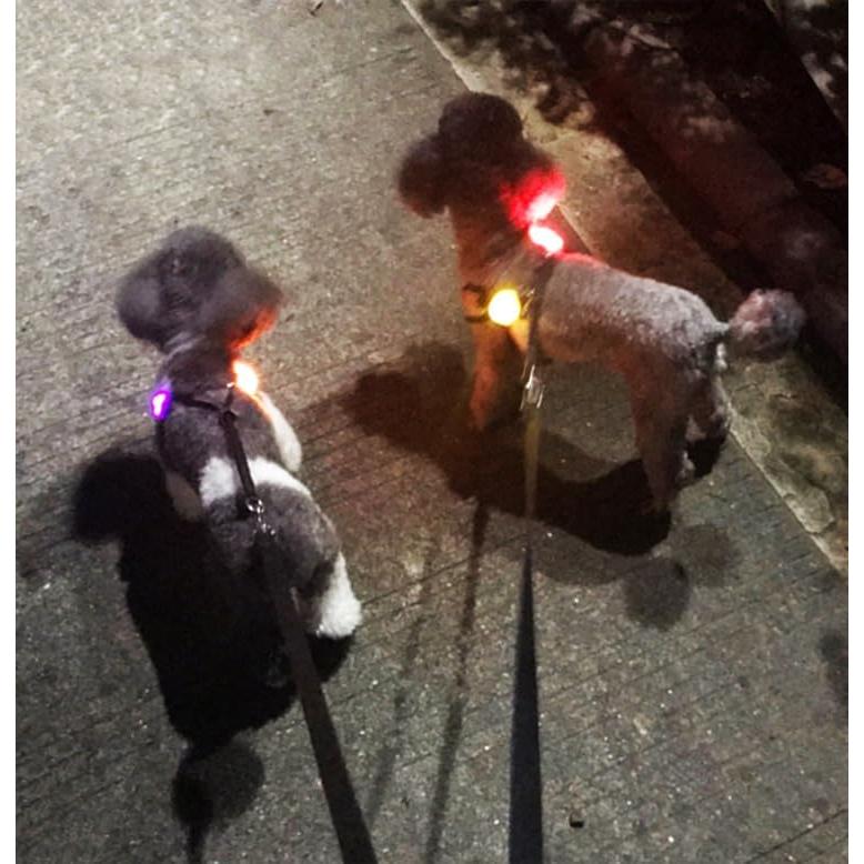 Collar LED para perros Avando, luces de seguridad 3 pcs