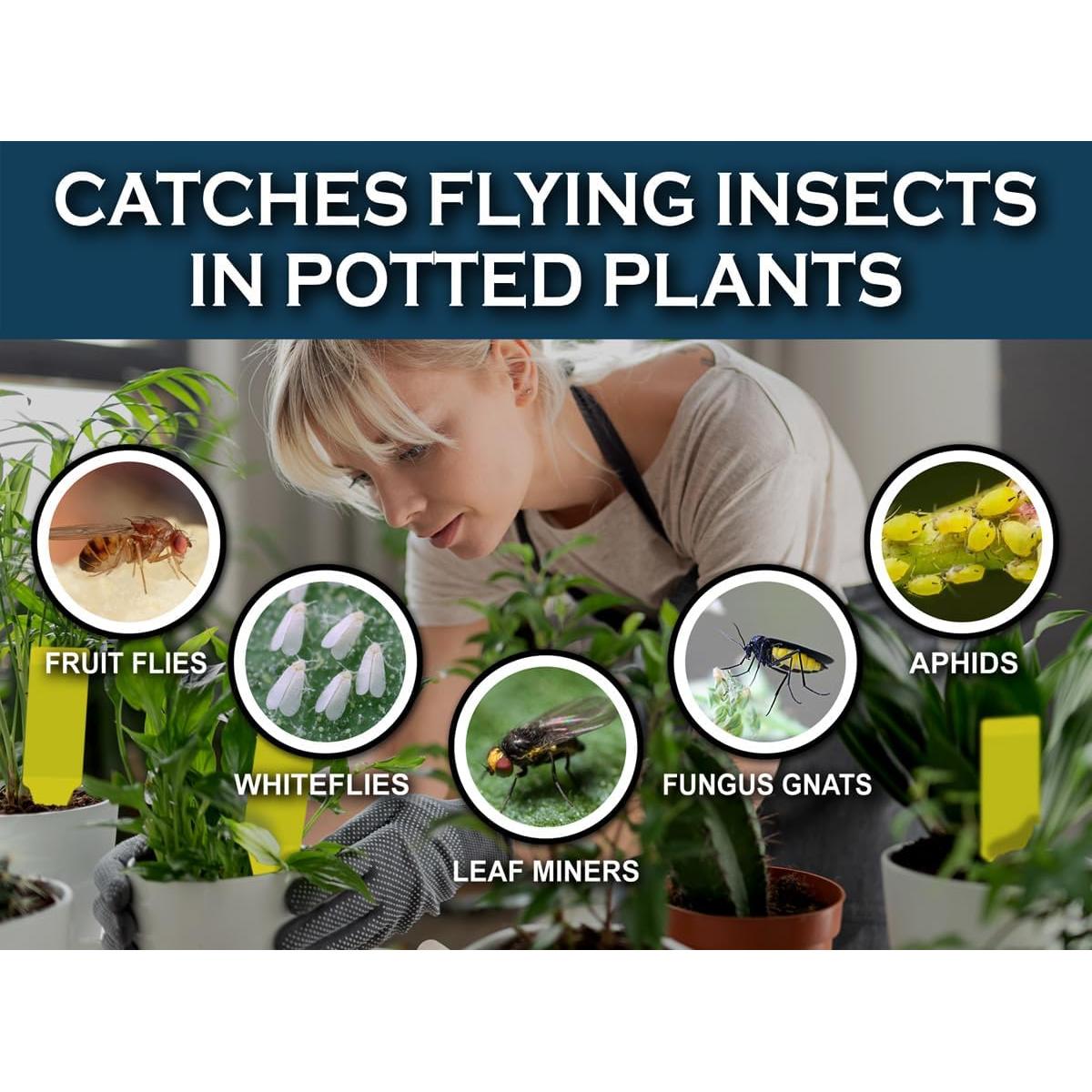 Trampas Adhesivas Amarillas Maxguard para Insectos - 30 Piezas