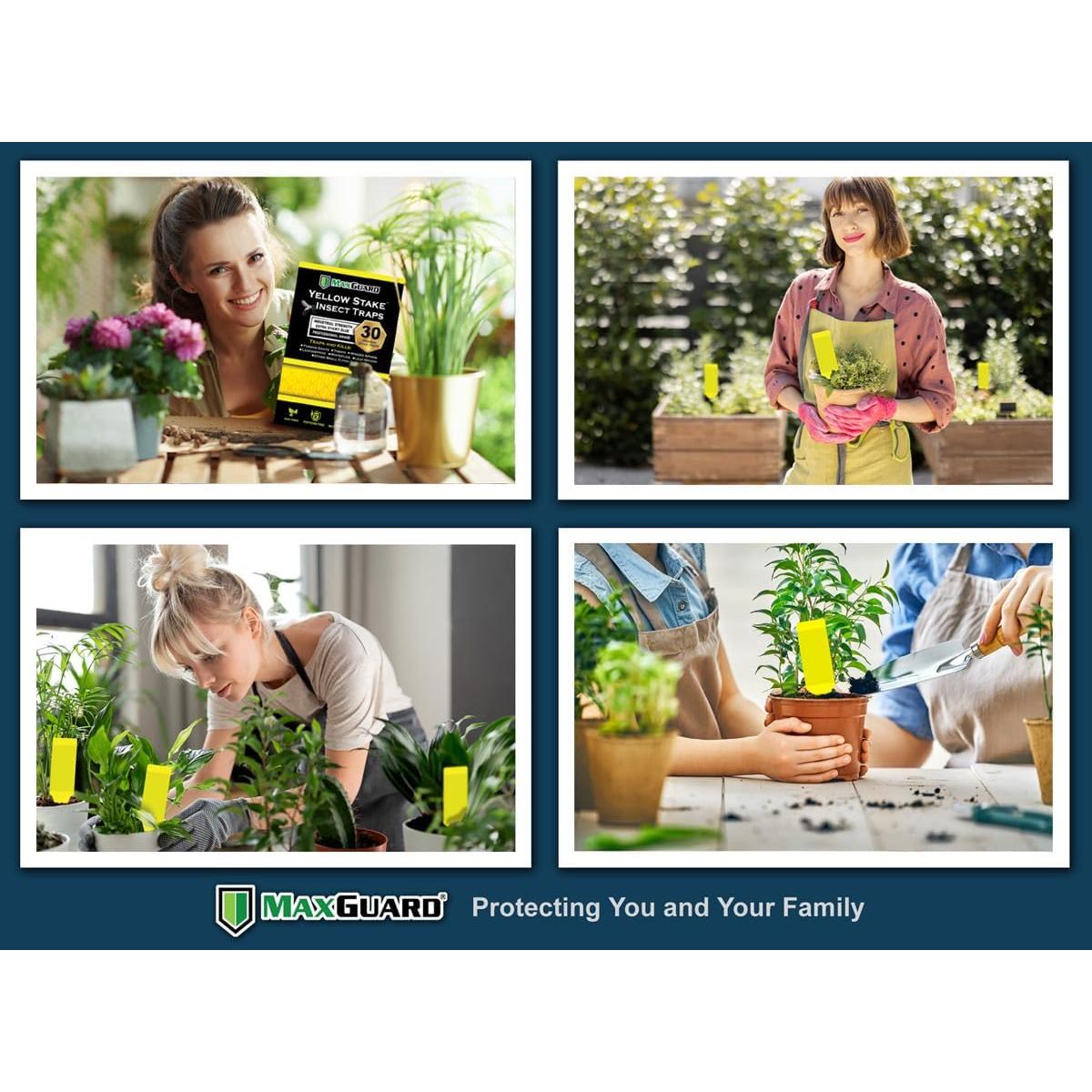 Trampas Adhesivas Amarillas Maxguard para Insectos - 30 Piezas