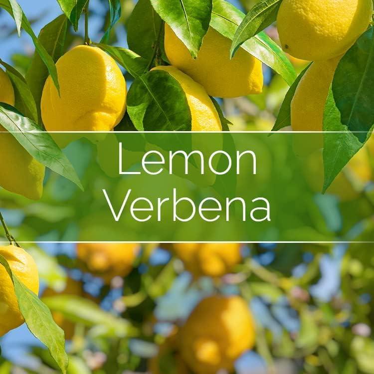 Kit de Fabricación de Velas Phoenix Wick - Cera de Soja 14 oz