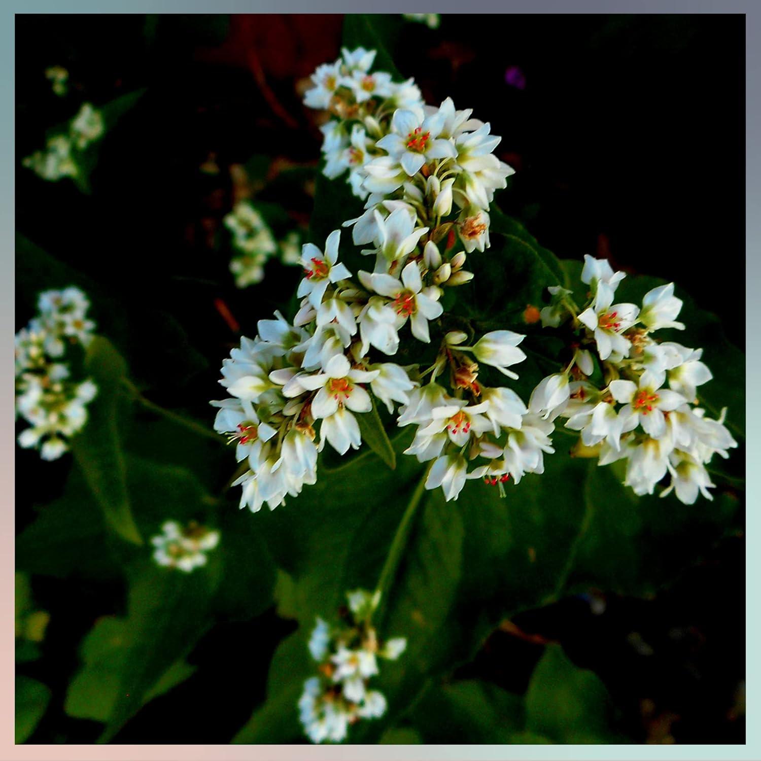 Cáscaras de Trigo Sarraceno Waterglider 0.91 kg para Almohada