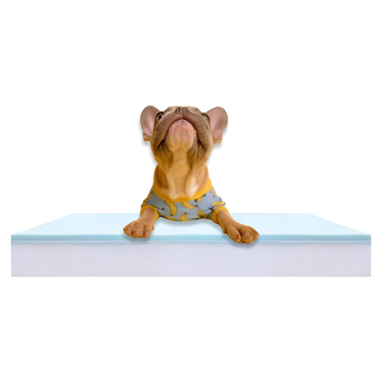 Cama para Perros Foam Global 86x66cm Espuma Ortopédica