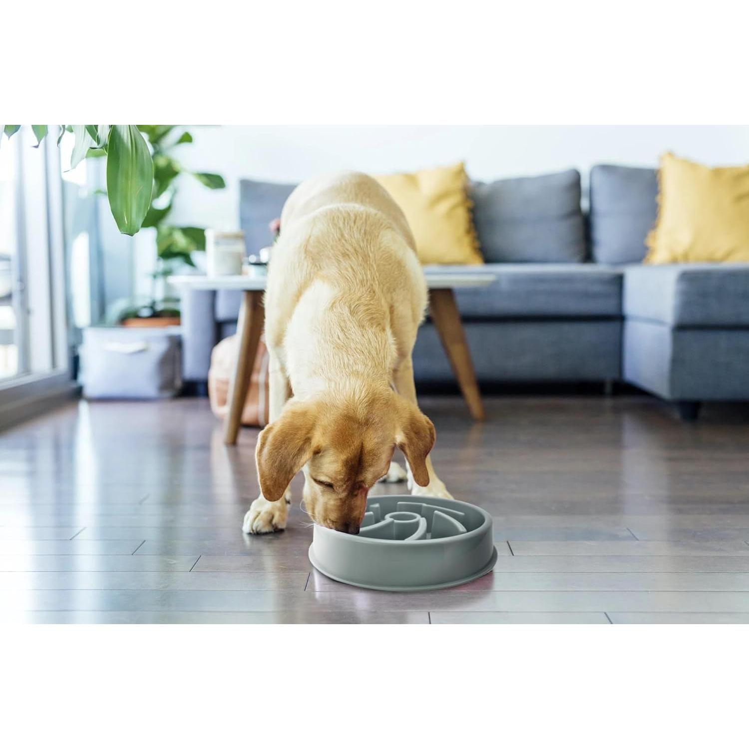 Tazón de Comida para Perros PetBox Azul con Alimentación Lenta