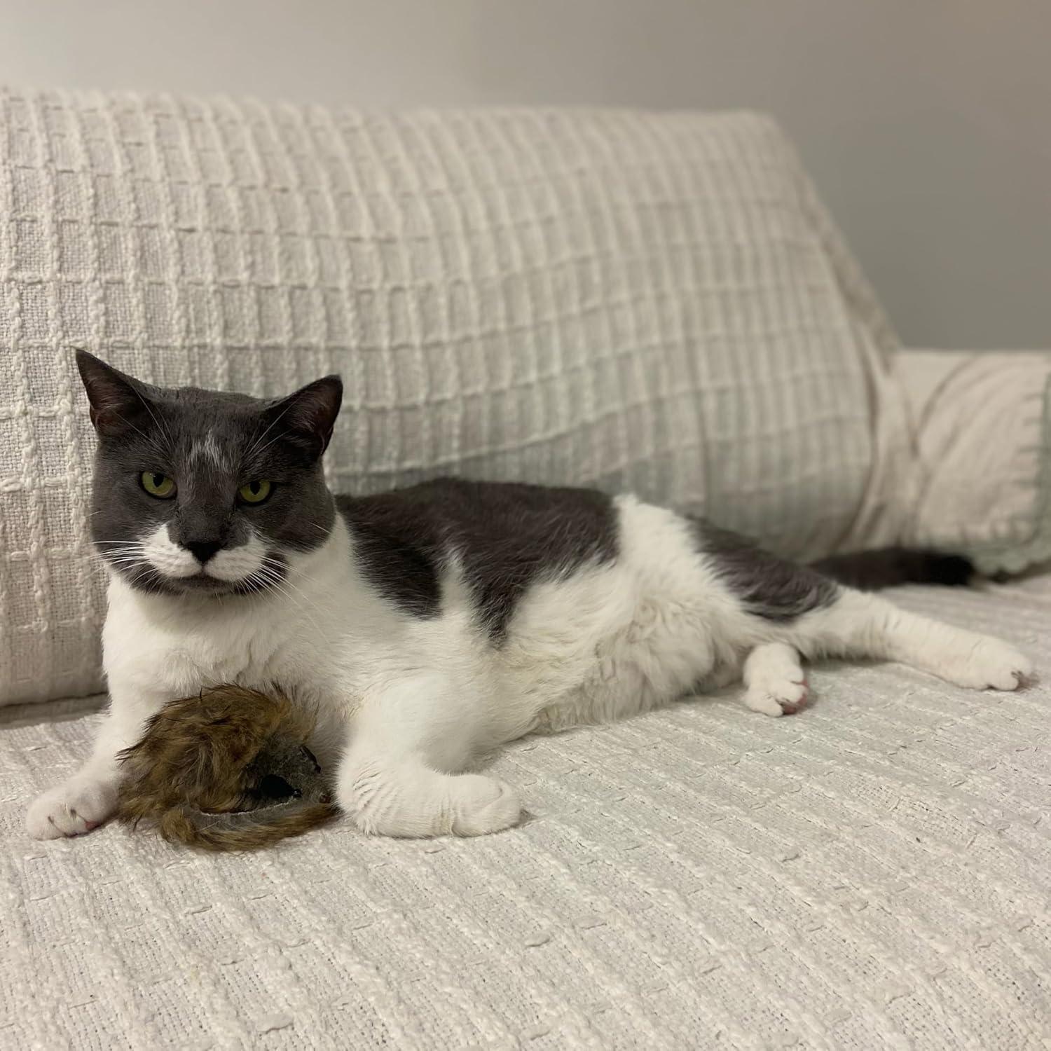 Ratón Gigante de Peluche SPOT Shaggy para Gatos - 21.6 cm