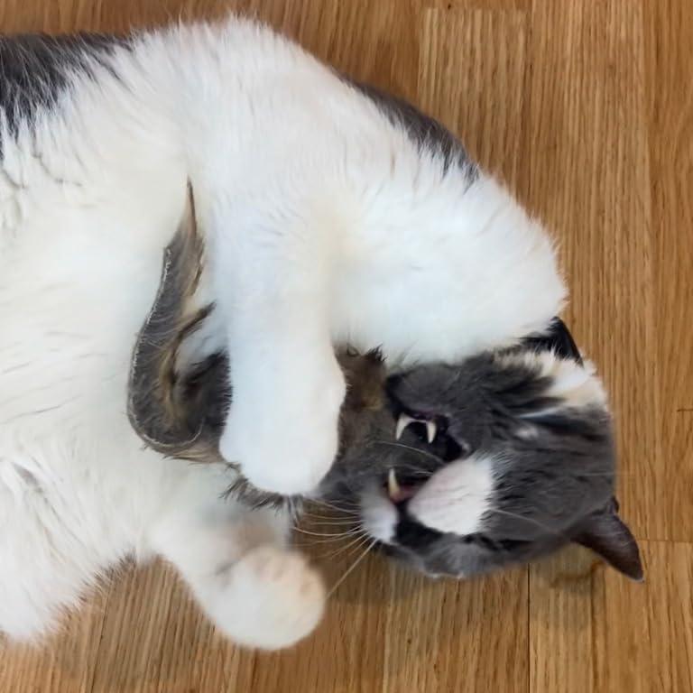 Ratón Gigante de Peluche SPOT Shaggy para Gatos - 21.6 cm