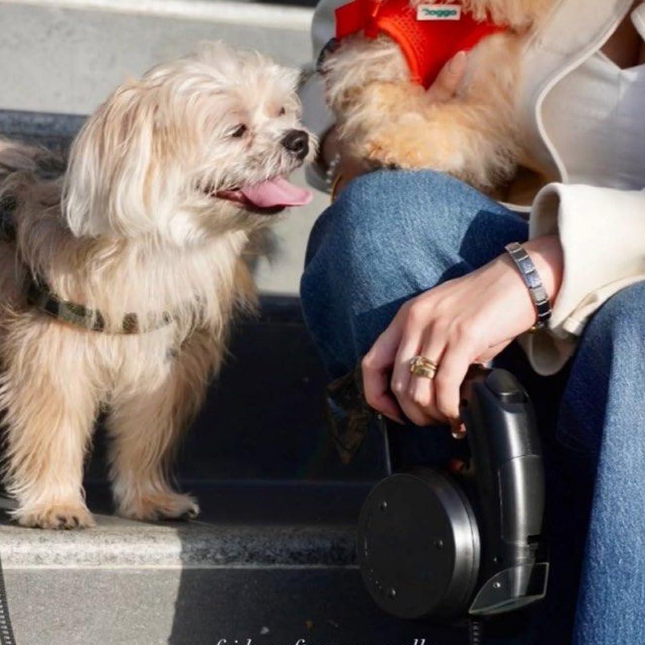 Correa Retráctil para Perros ECO PET SUPPLYS 4m con Luz LED