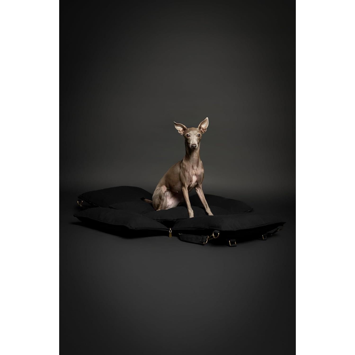 Asiento de Coche para Perros Noah & Paw, Elevado, Impermeable