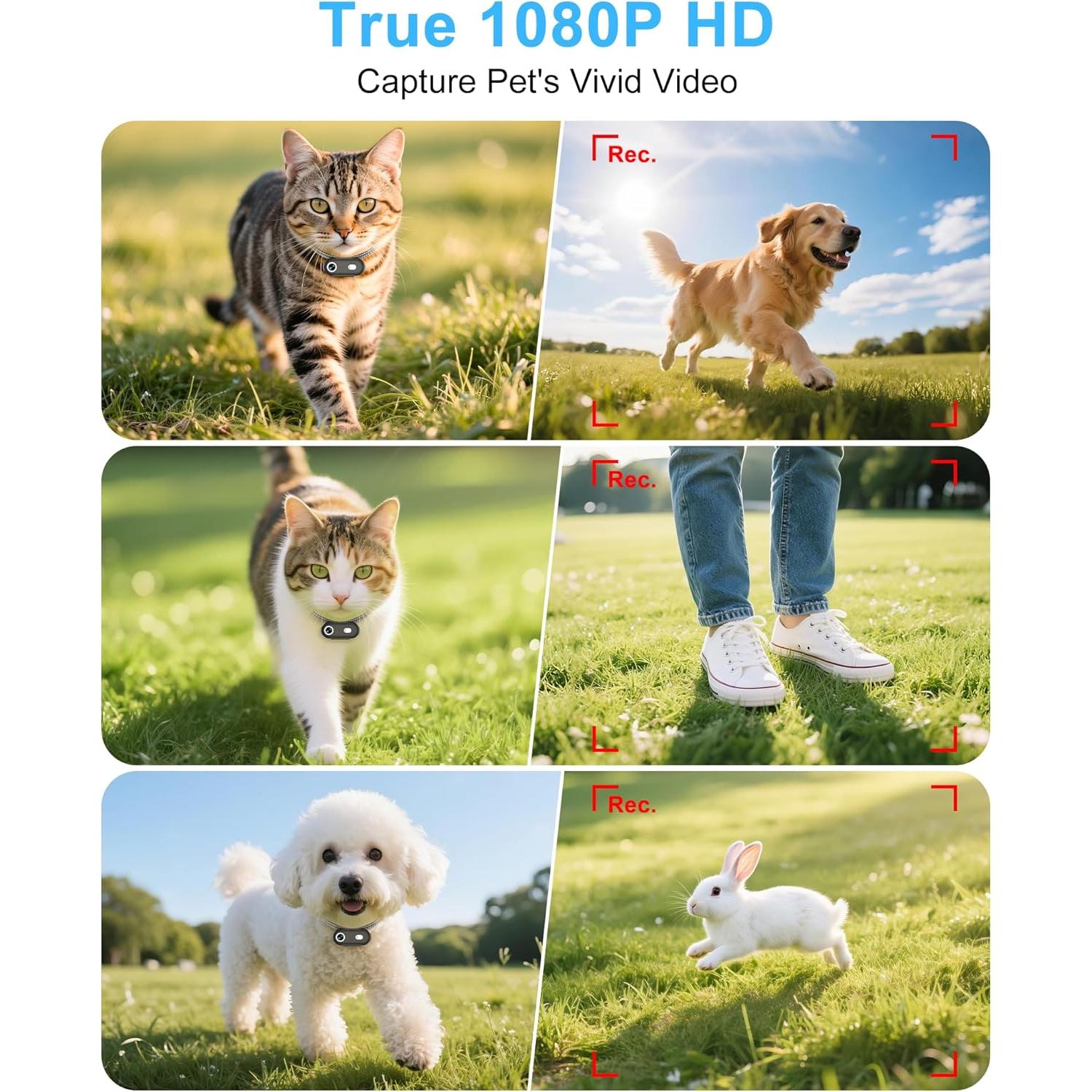 Collar de Cámara para Mascotas H88 - Grabación HD 1080P