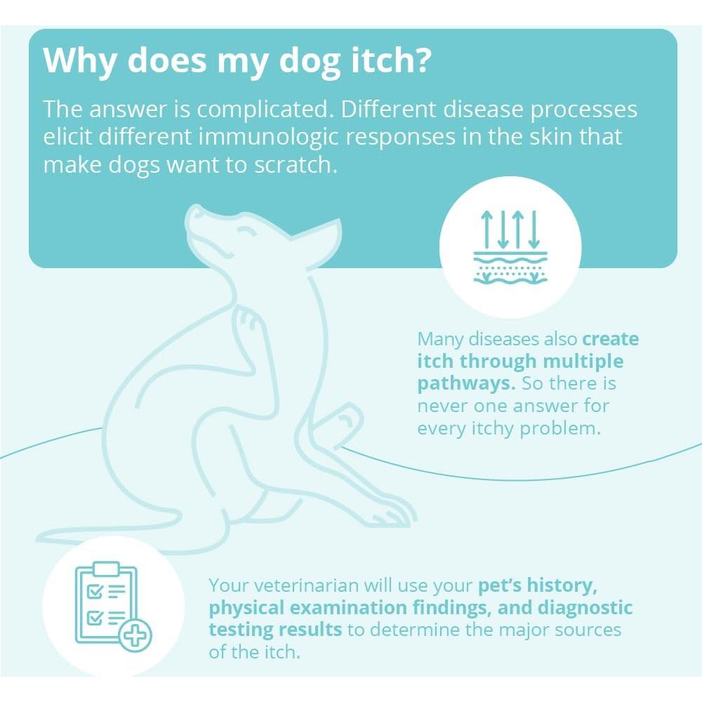 Champú DermaBenS para Perros, Gatos y Caballos 340g