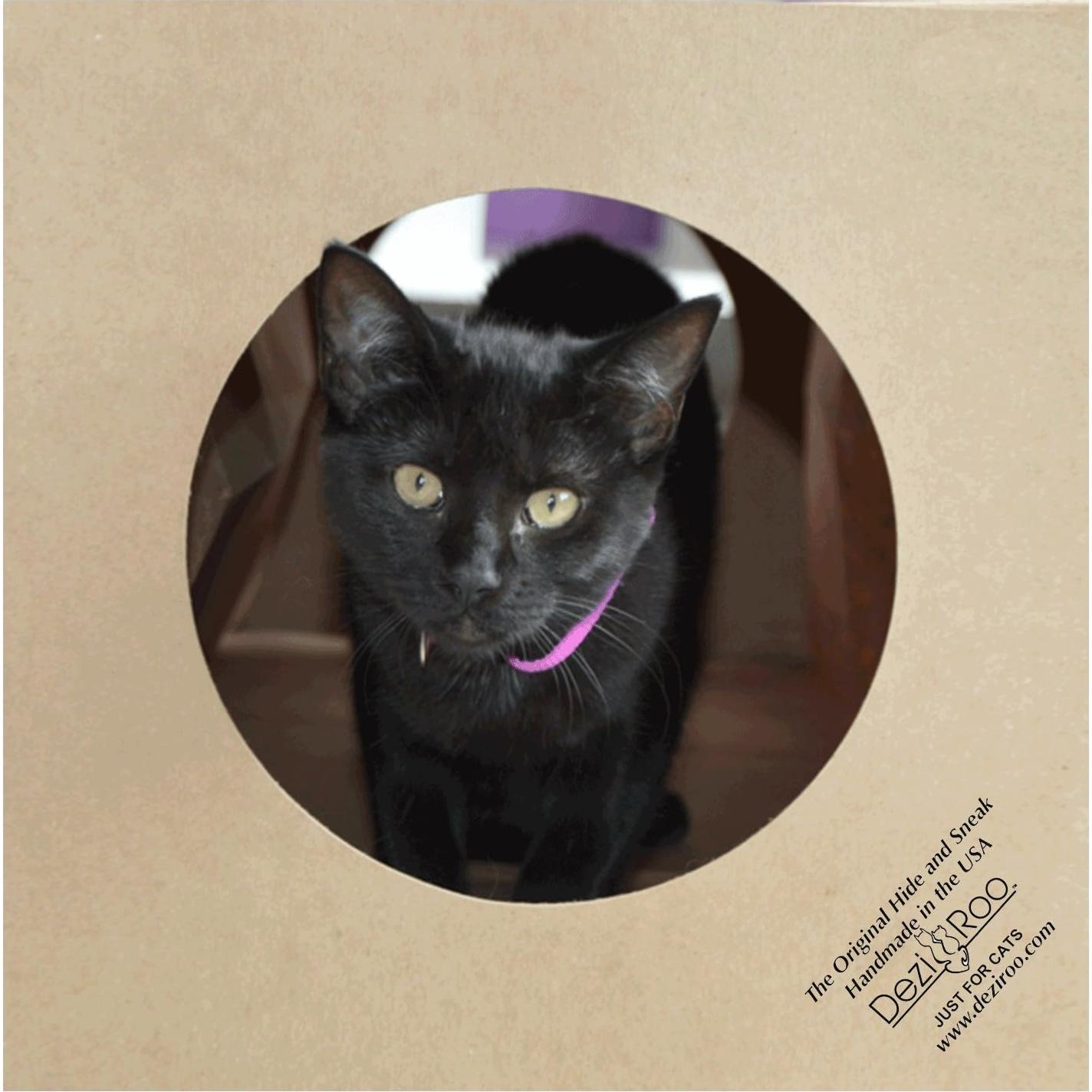 Túnel de Papel Colapsable Dezi & Roo para Gatos - 83.82 cm