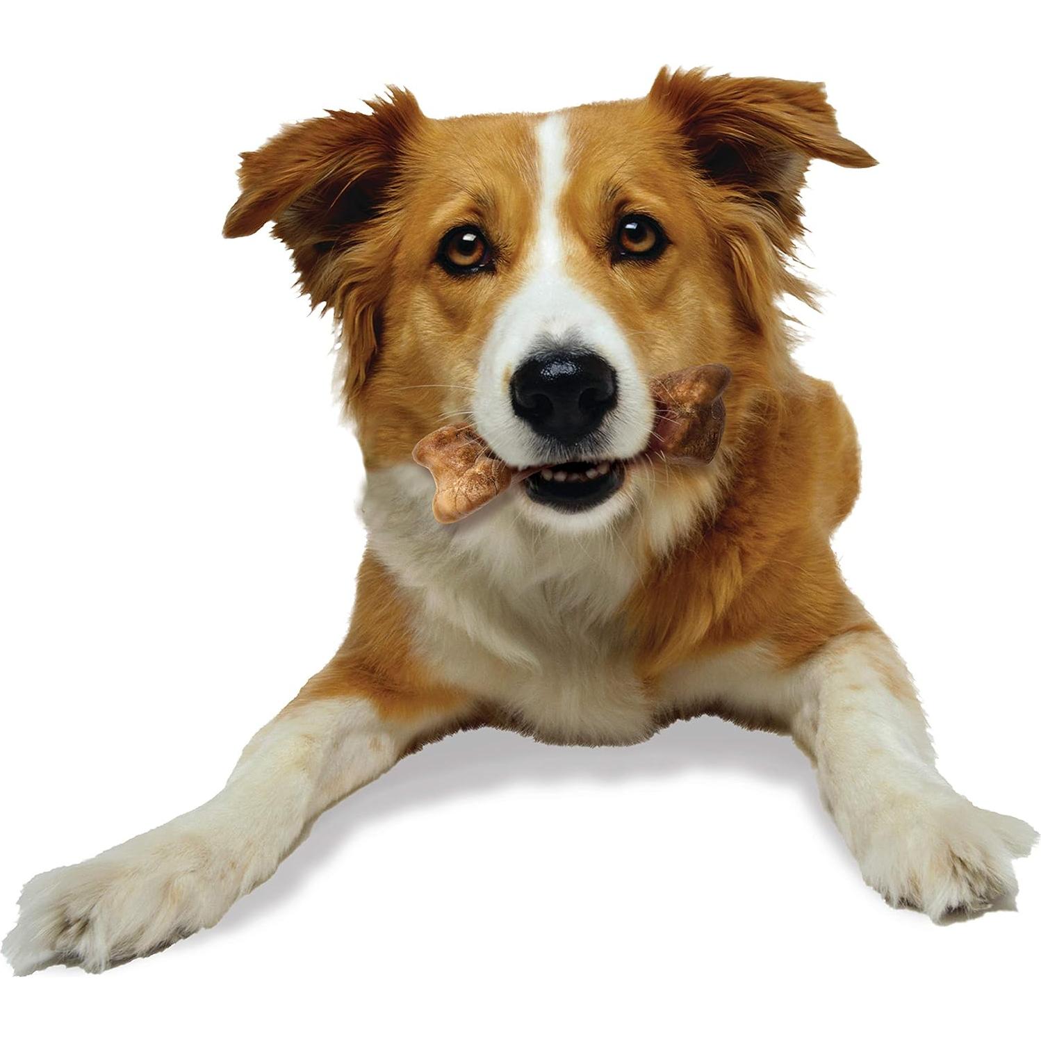 Premios para Perros Nylabone Healthy Edibles Bisonte 2 Unidades