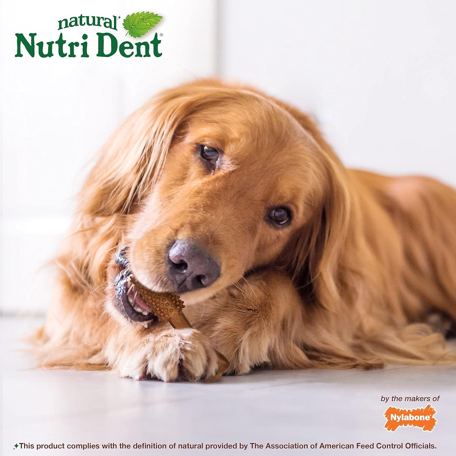 Golosinas Dentales para Perros Nylabone Nutri Dent Filet Mignon 20 Unidades