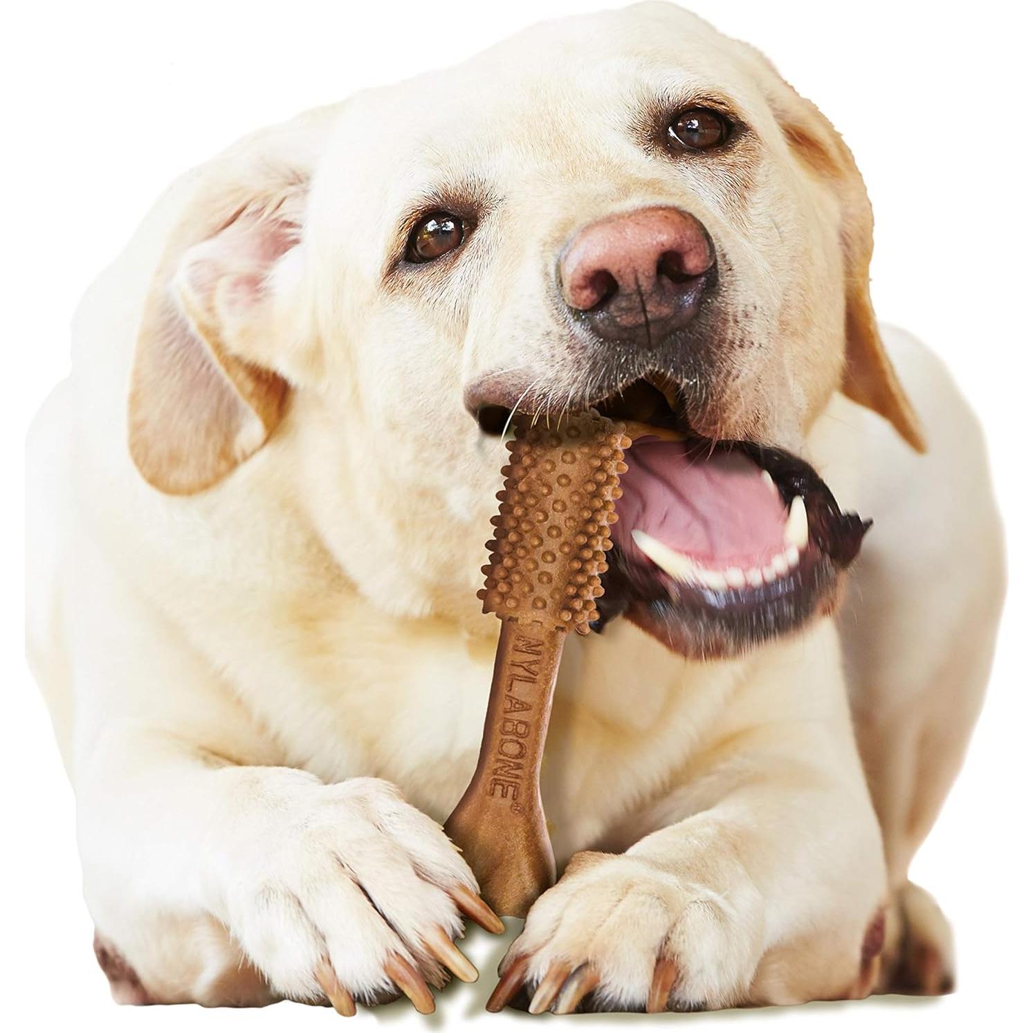 Golosinas Dentales para Perros Nylabone Nutri Dent Filet Mignon 20 Unidades