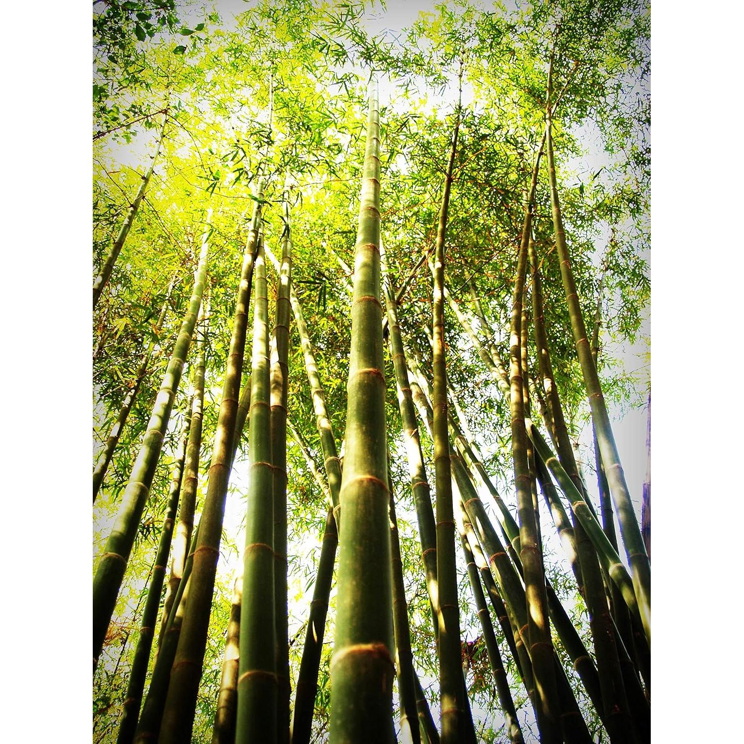 Cepillos de dientes biodegradables One Planet Dental - 4 unidades