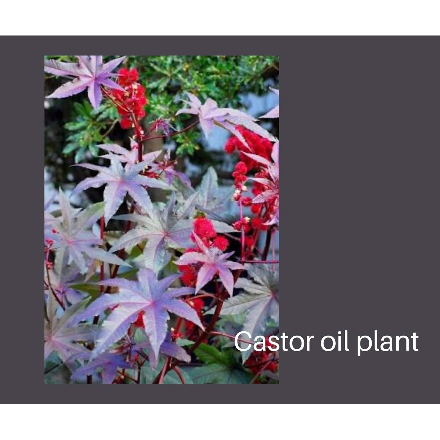 Cepillos de dientes biodegradables One Planet Dental - 4 unidades