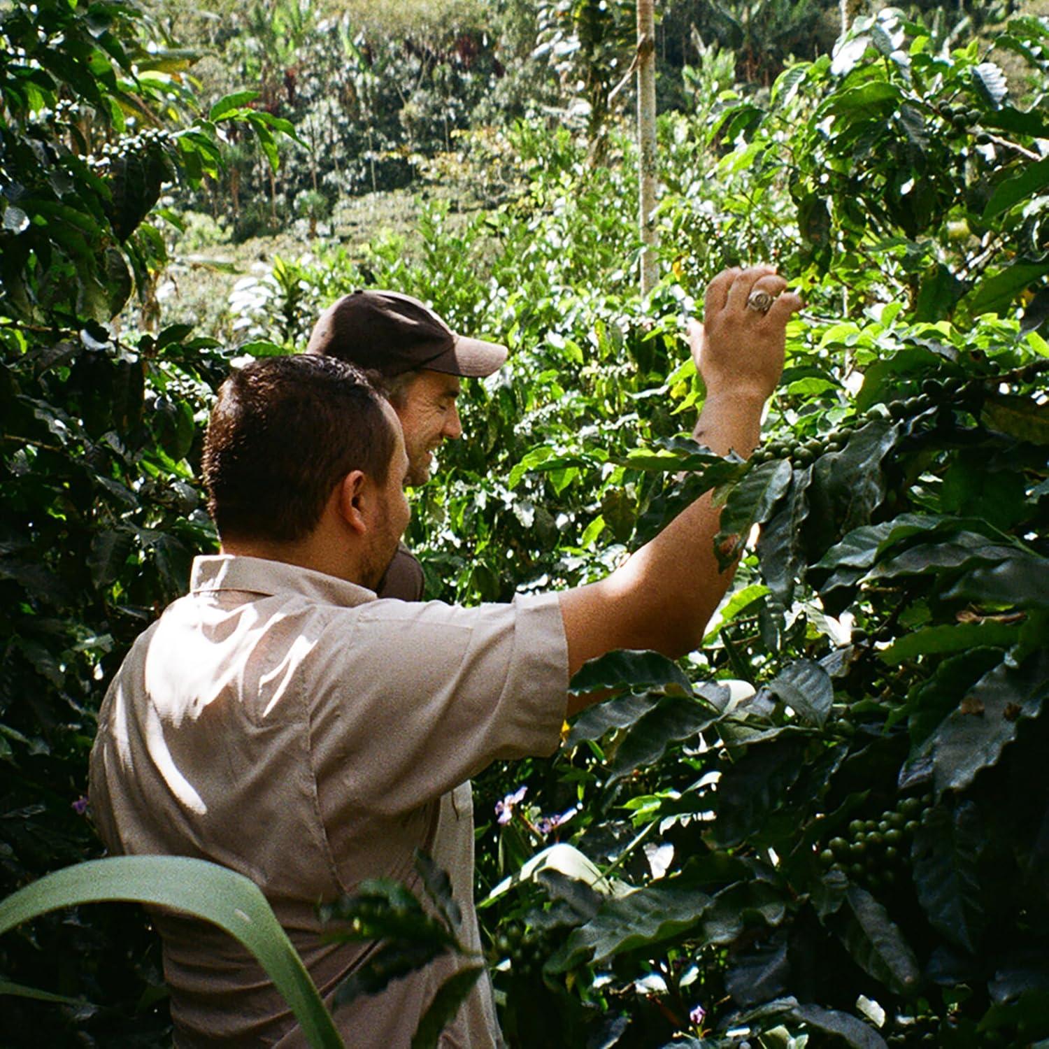 Cápsulas de Café Orgánico Cru Kafe - 50 Unidades Compatibles Nespresso