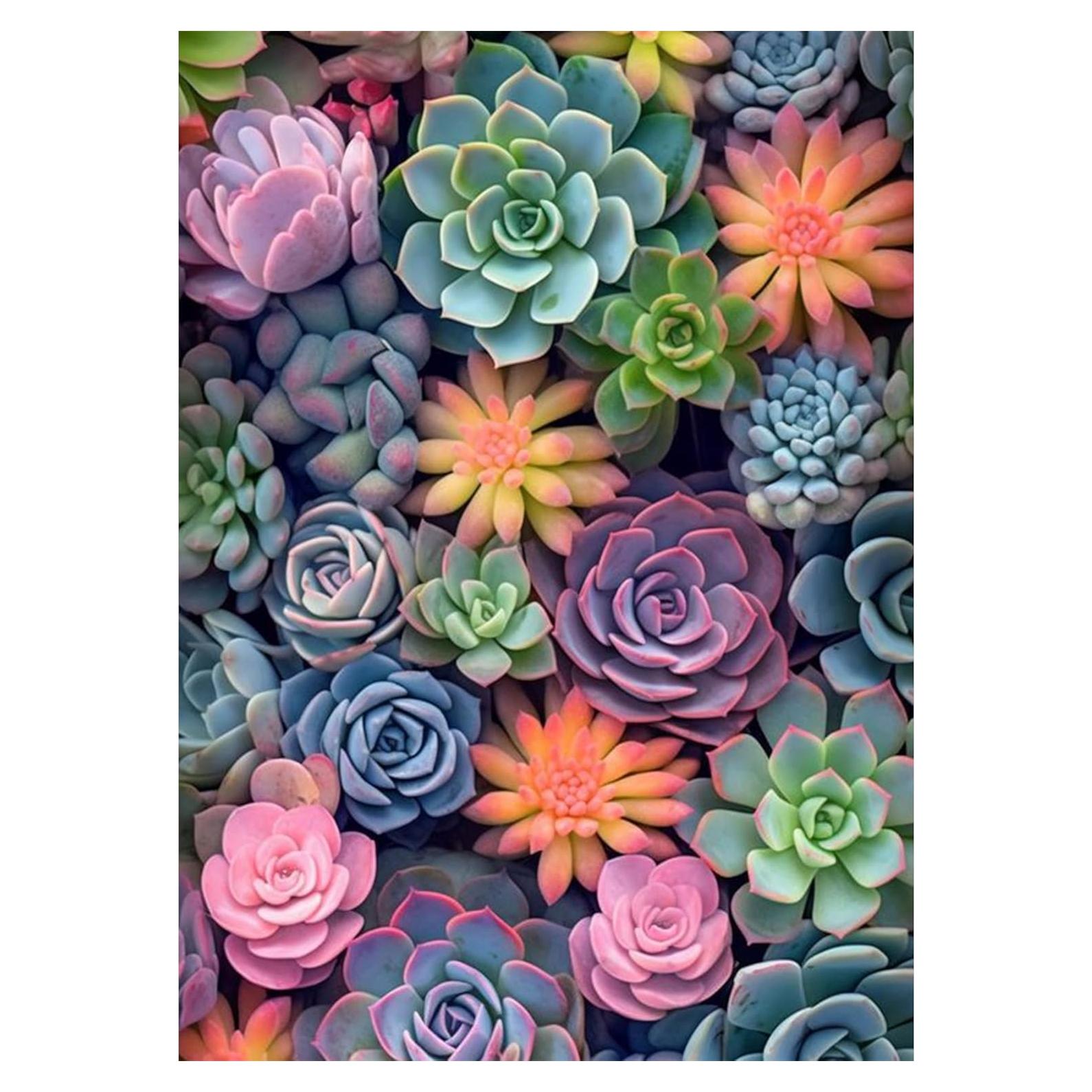 Kit de Pintura por Números Suculentas Ycydilirab 40.64x50.8 cm
