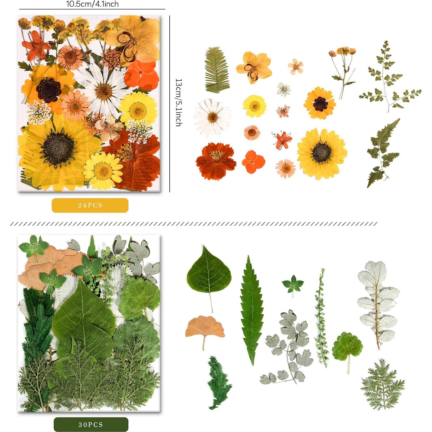 Kit de Flores Secas Presionadas Nisetten - 150 Piezas Coloridas