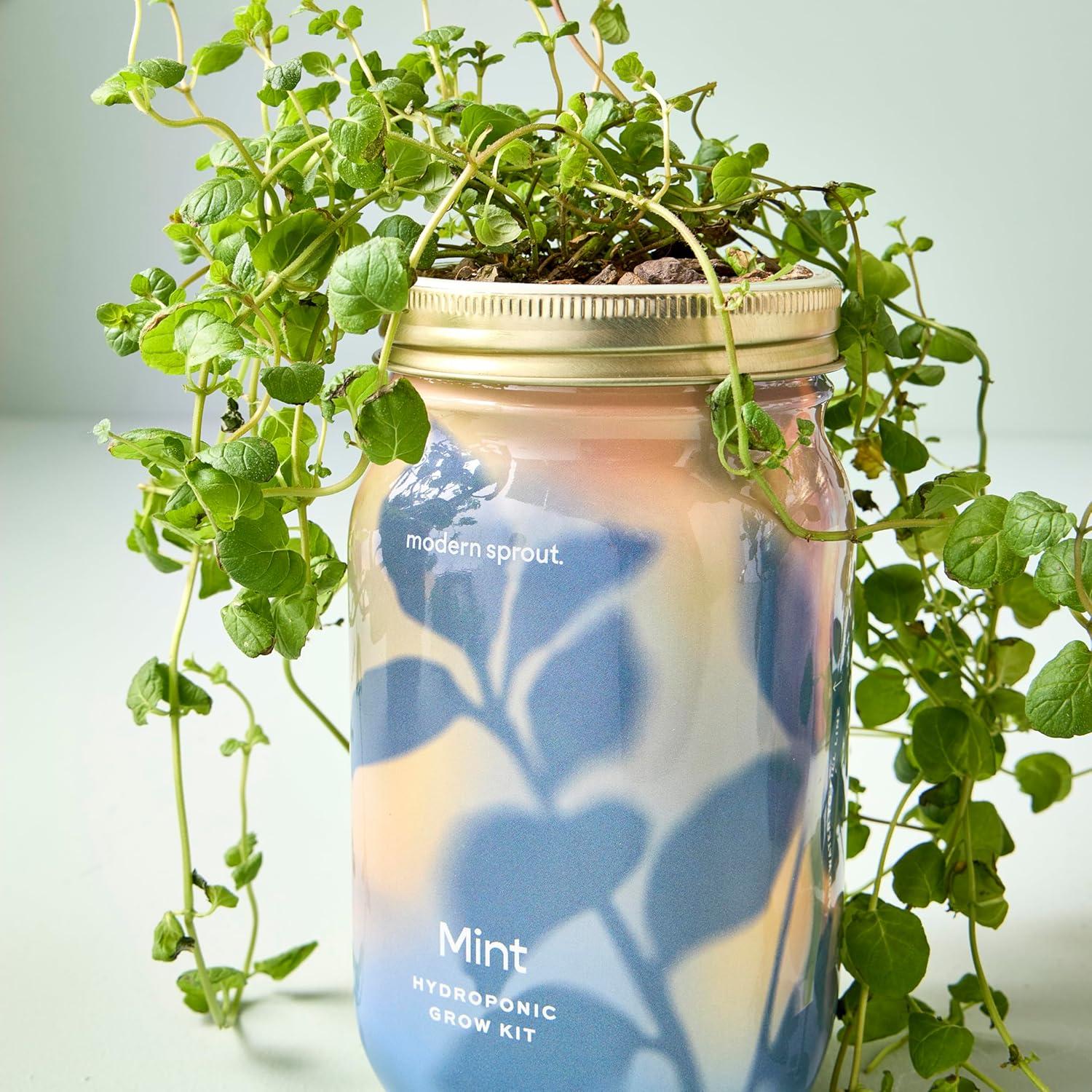 Kit de Cultivo Hidropónico Modern Sprout - Tarro de Jardín Menta