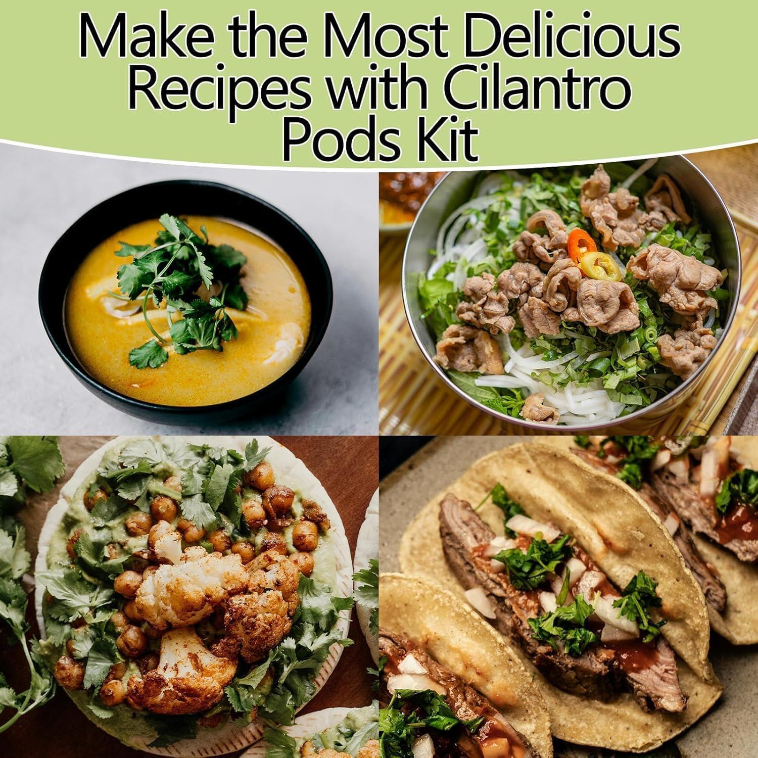 Kit de Vasos de Semillas HiHOYA para Cilantro - 12 Unidades