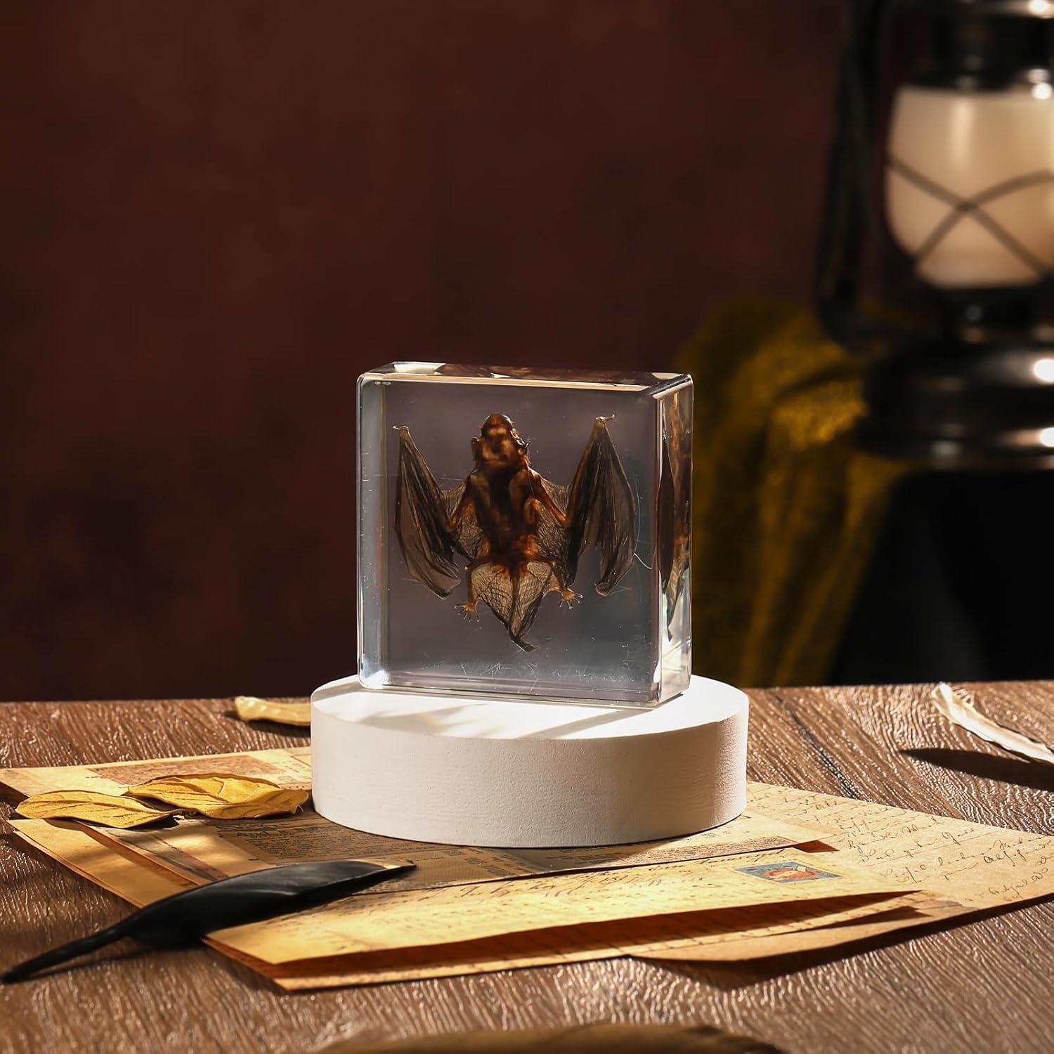 Murciélago de Taxidermia en Resina Pokiphip 10.8x9.8 cm