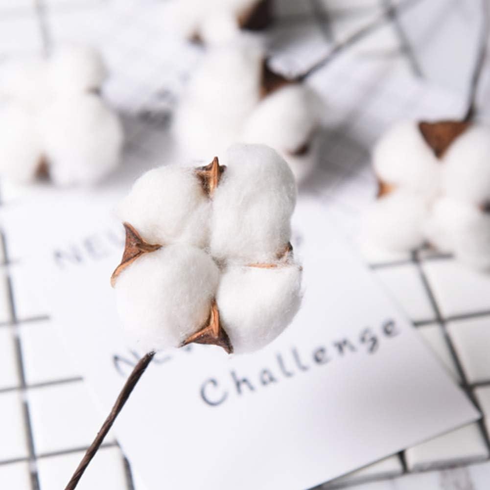 Ramas de Algodón Natural DomeStar - 8 Paquetes para Decoración