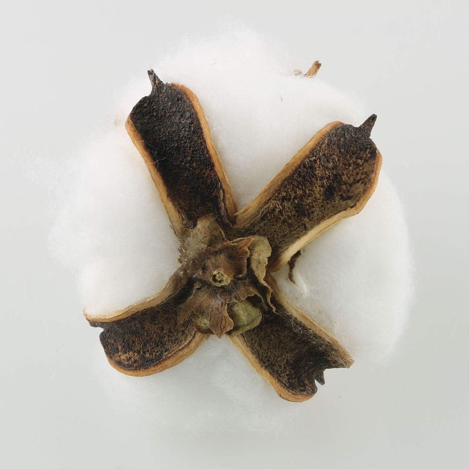 Bolas de Algodón Natural Tegg 20PCS 5cm Blancas para Manualidades