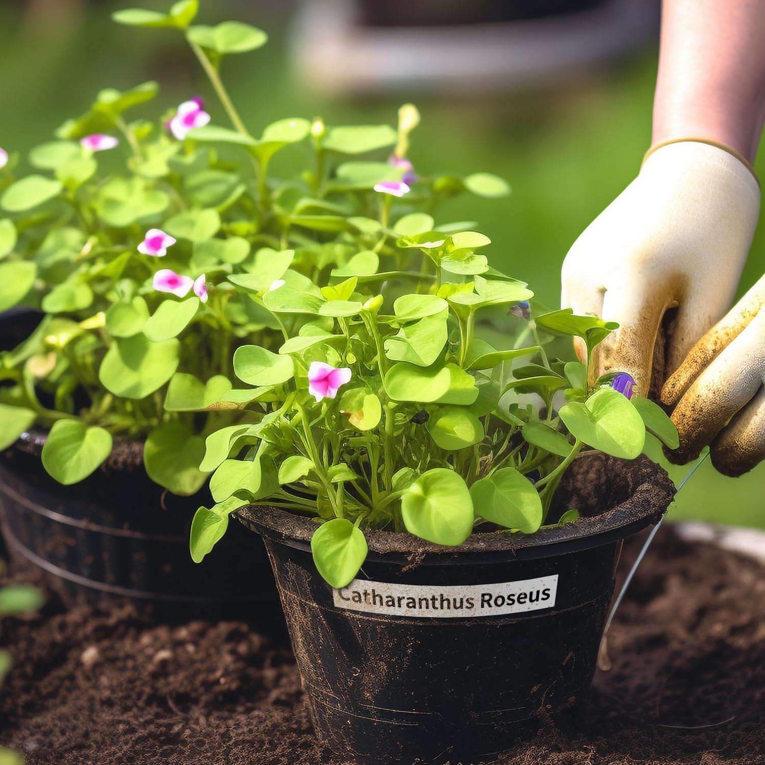 Paquete de 6 Cintas de Etiquetas COLORWING Dymo D1 12mm x 7m