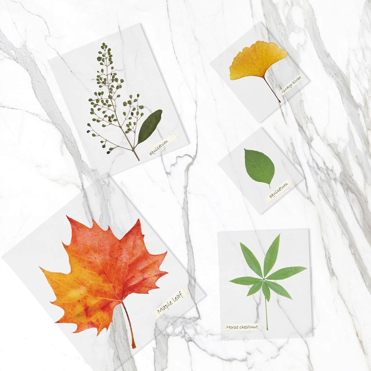 Fundas de Laminado Térmico FungLam 22.6x29 cm Paquete 100