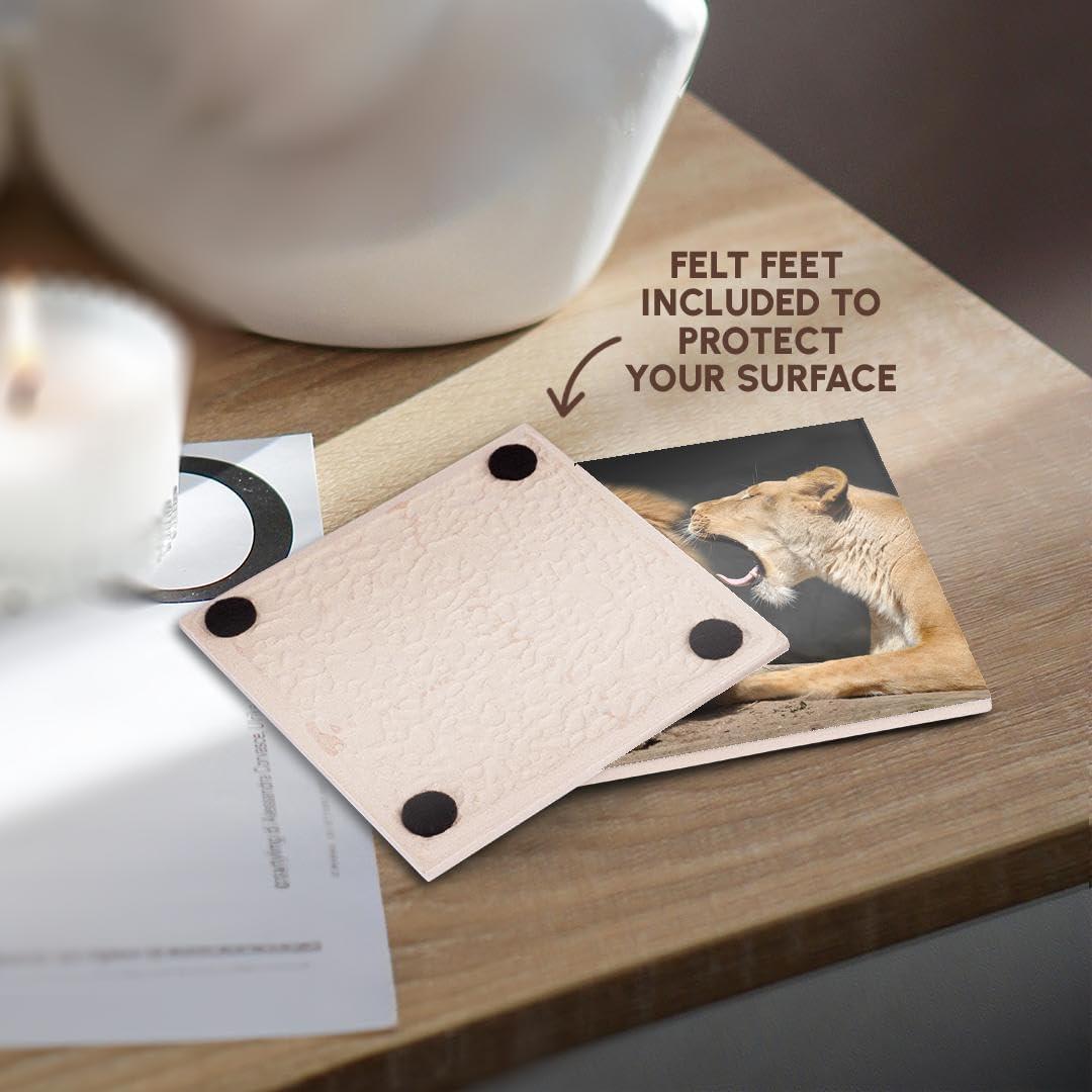 Juego de 8 Posavasos de Cerámica 3dRose Leones Divertidos