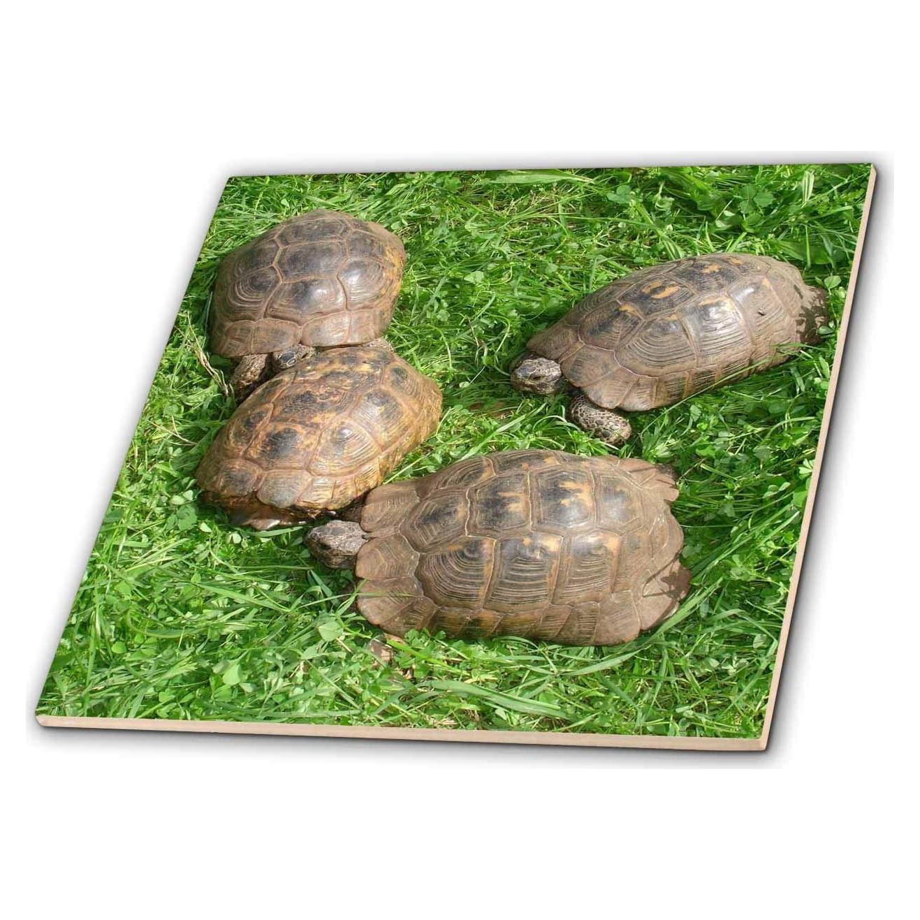 Azulejo de Cerámica 3dRose 30.48 cm Tortugas Griegas