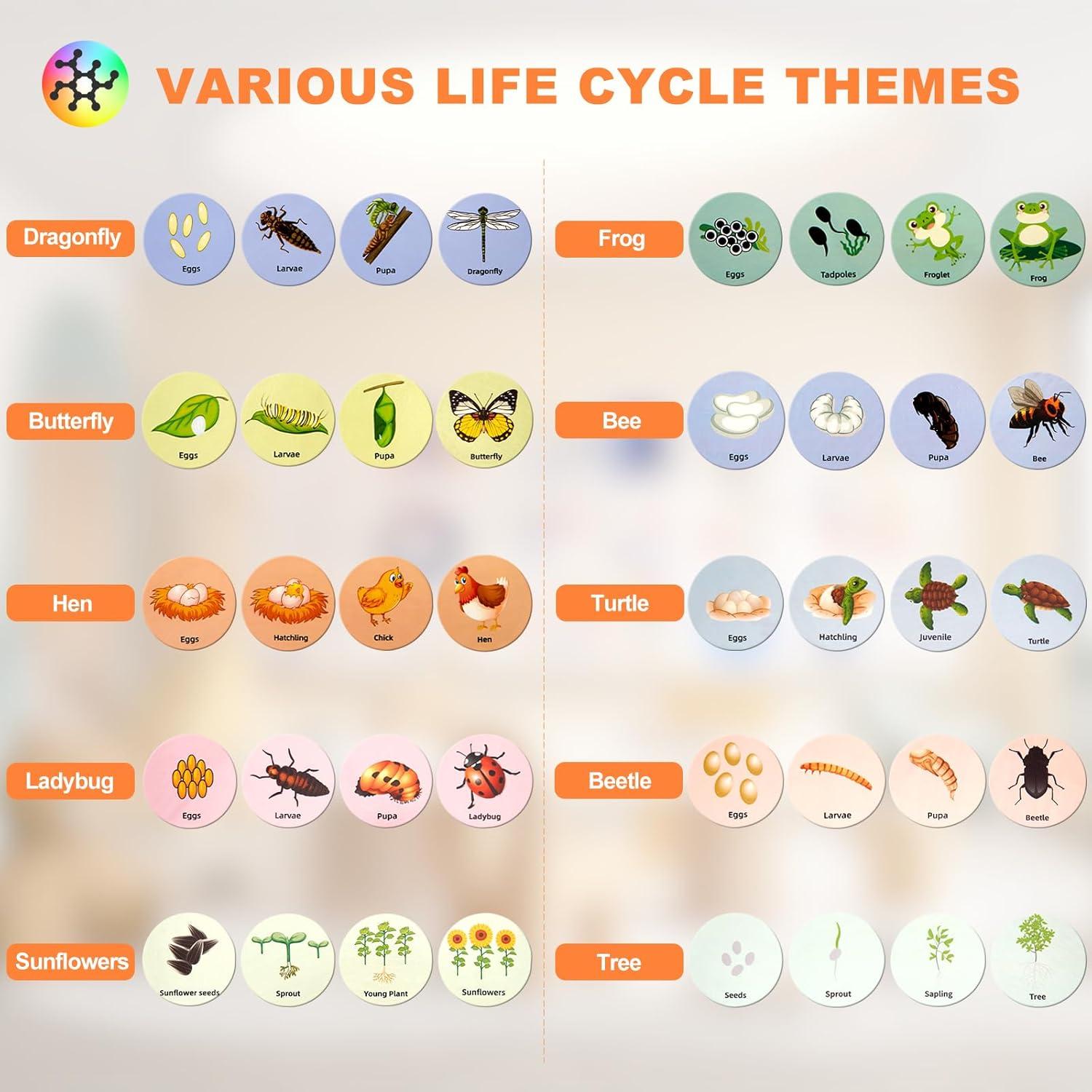 Juguete Educativo Ciclo de Vida TBFUNNY para Niños 3-12 Años