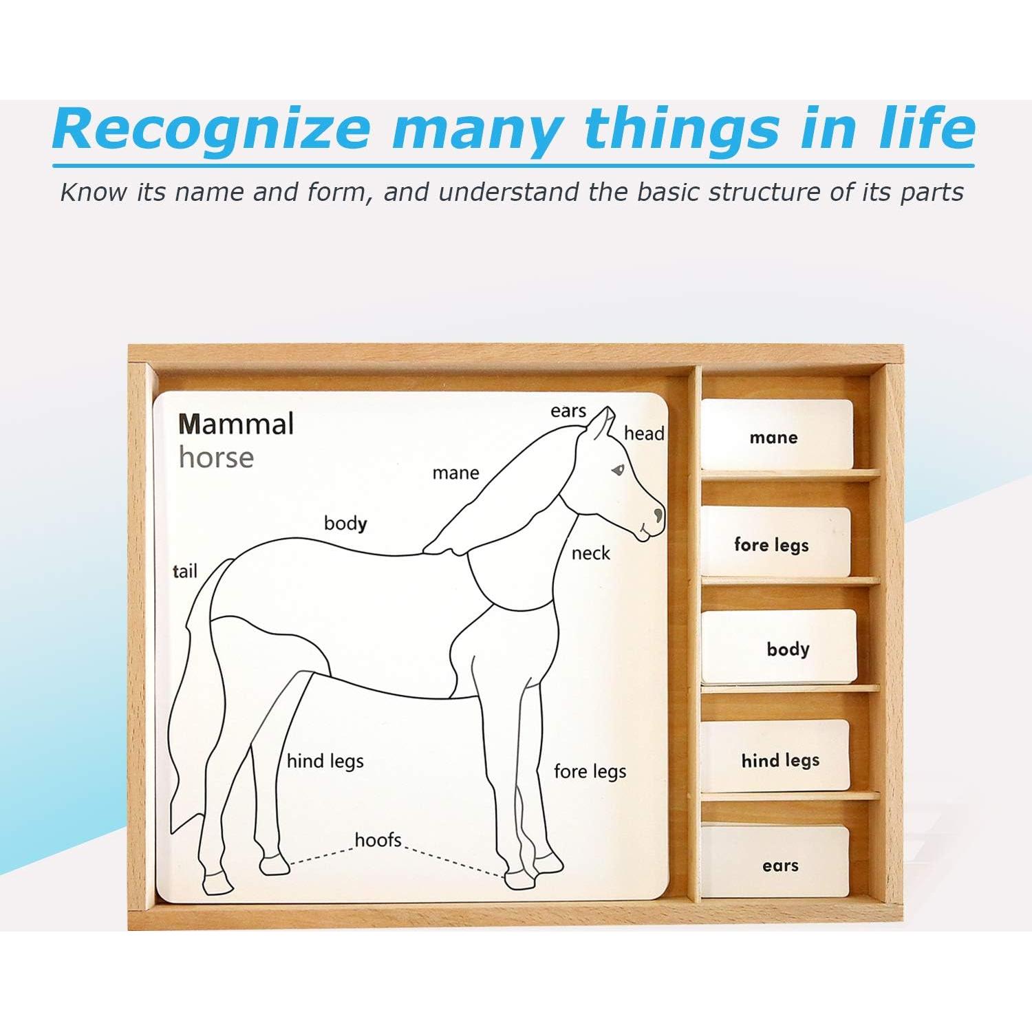 Juego de Rompecabezas de Animales Montessori Outlet 3-6 Años