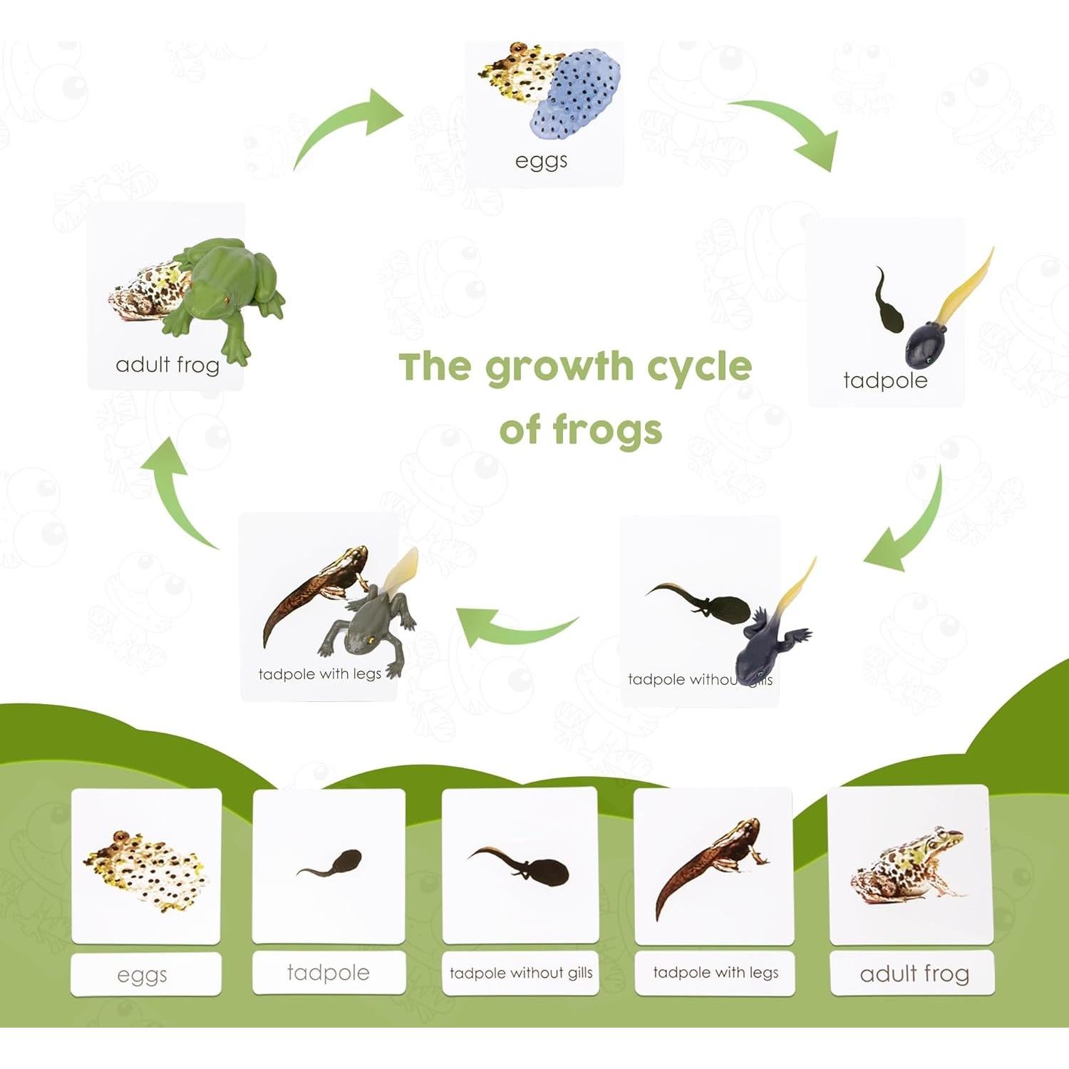Kit Ciclo de Vida Montessori 13 Piezas Animales Plástico