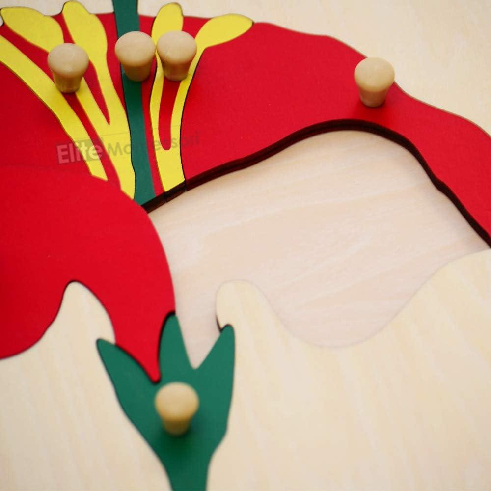 Rompecabezas de Botánica Elite Montessori 24x24 cm para Niños