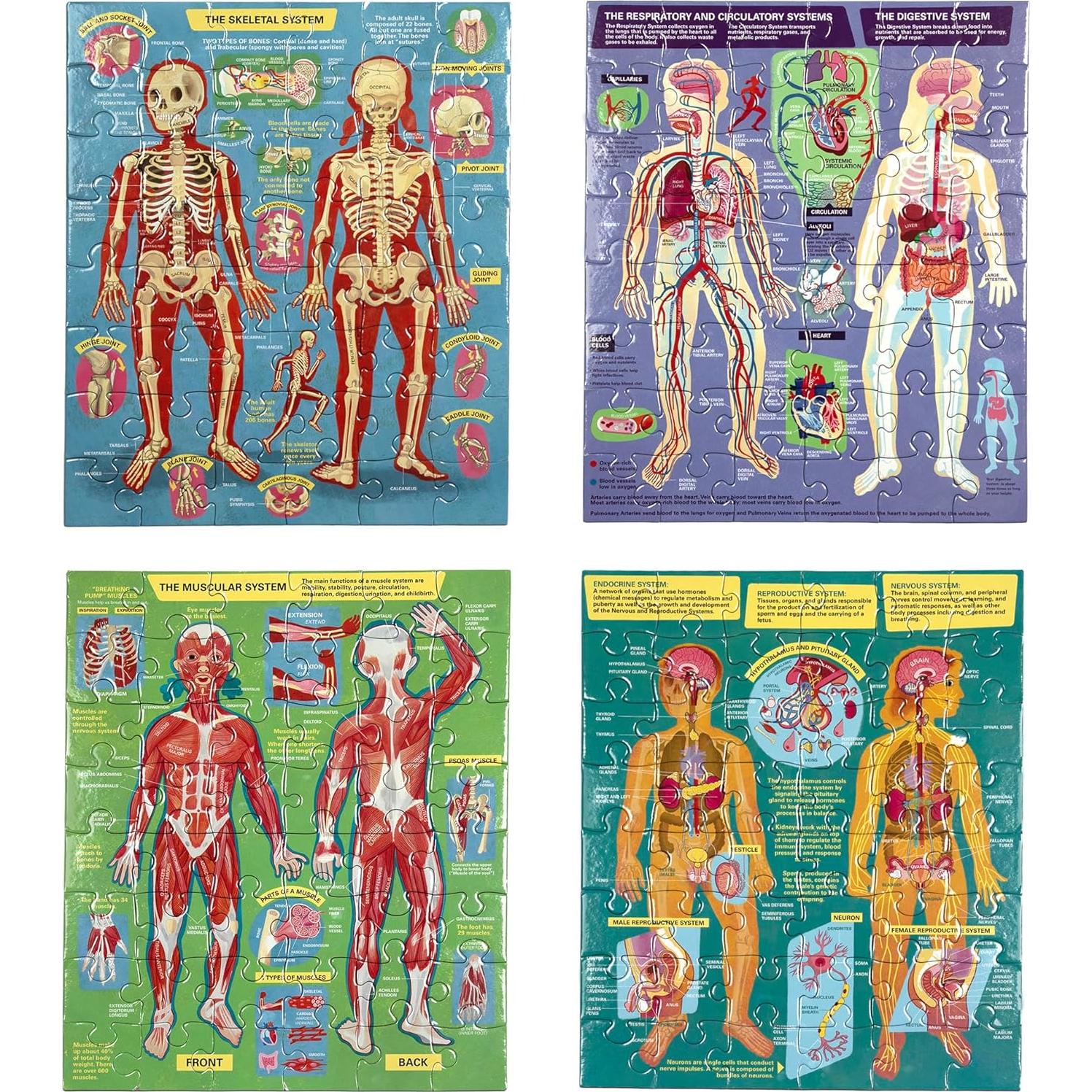 Rompecabezas Educativos Anatomía Humana eeBoo - 4 Puzzles 48 Piezas